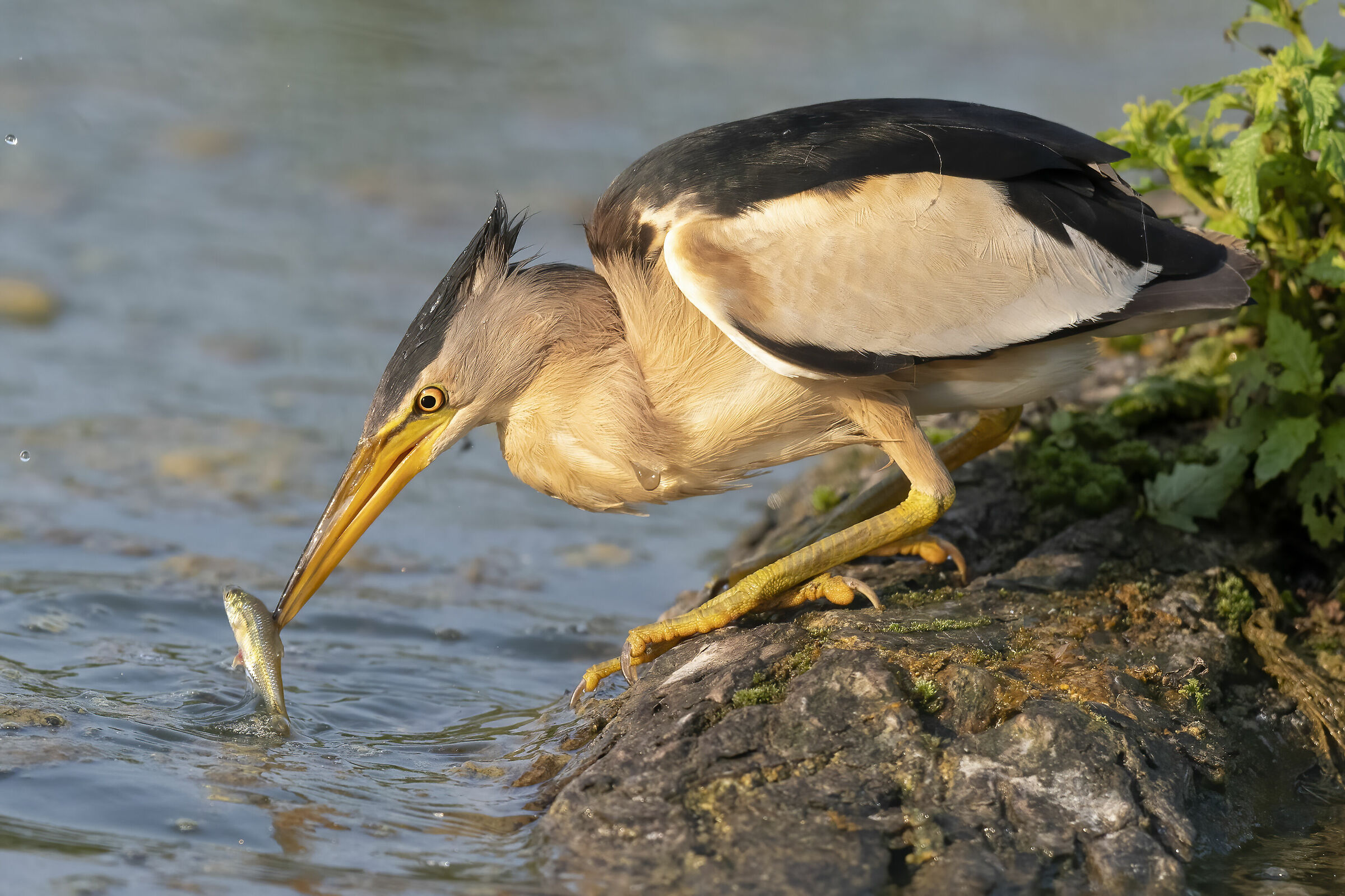Little bittern