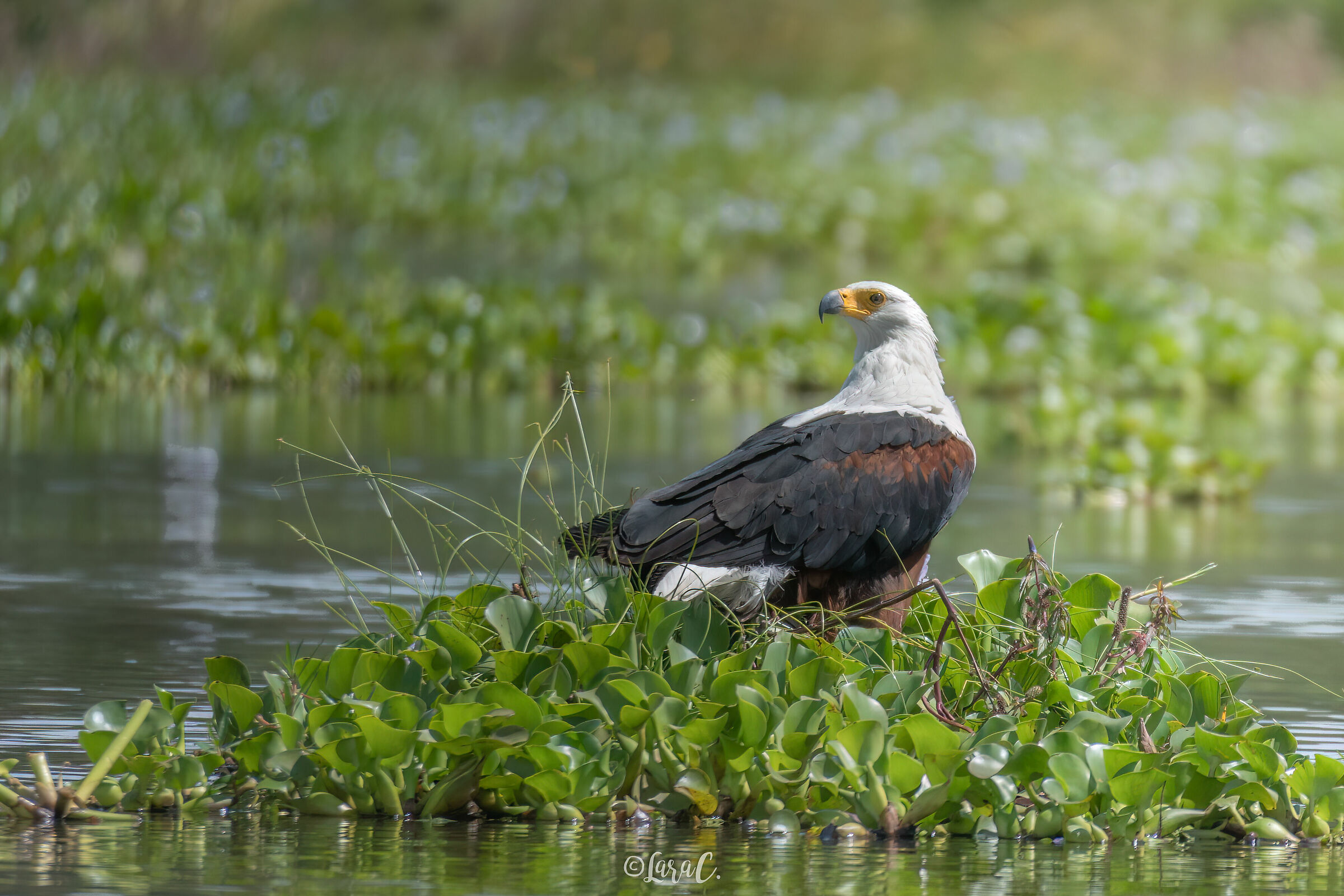Aquila pescatrice africana