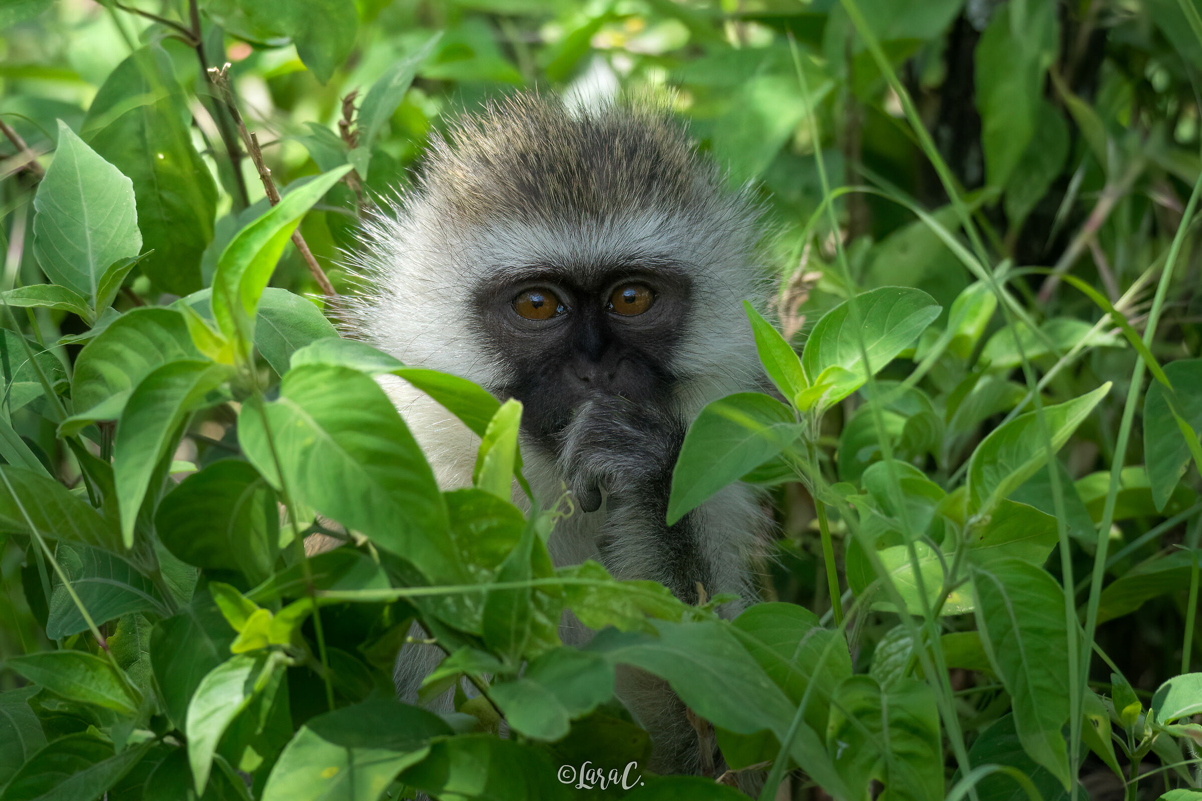 Black faced vervet monkey