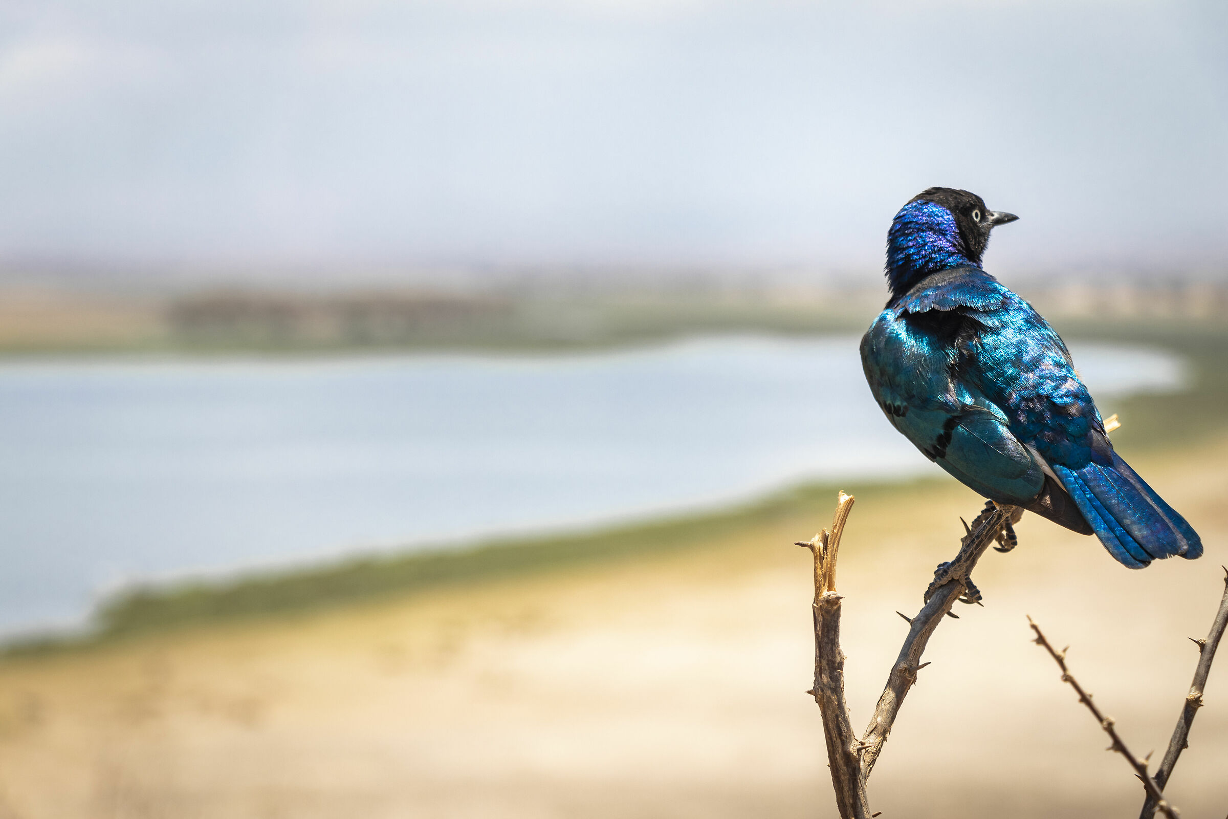 Rueppell's gorgeous starling