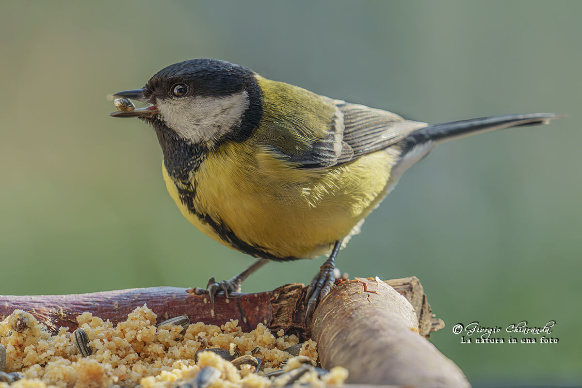 The Seed and the Great