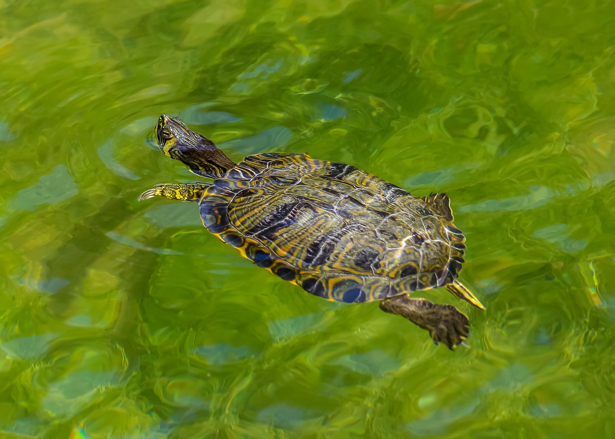 Turtle...