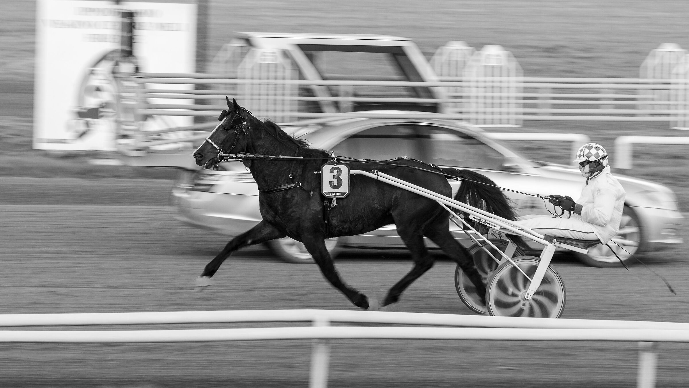 Trotto, prima della corsa