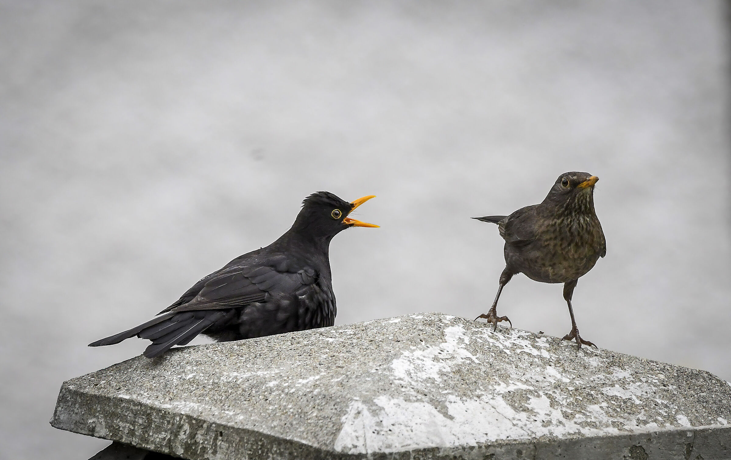 Perdonami ti prego! No No