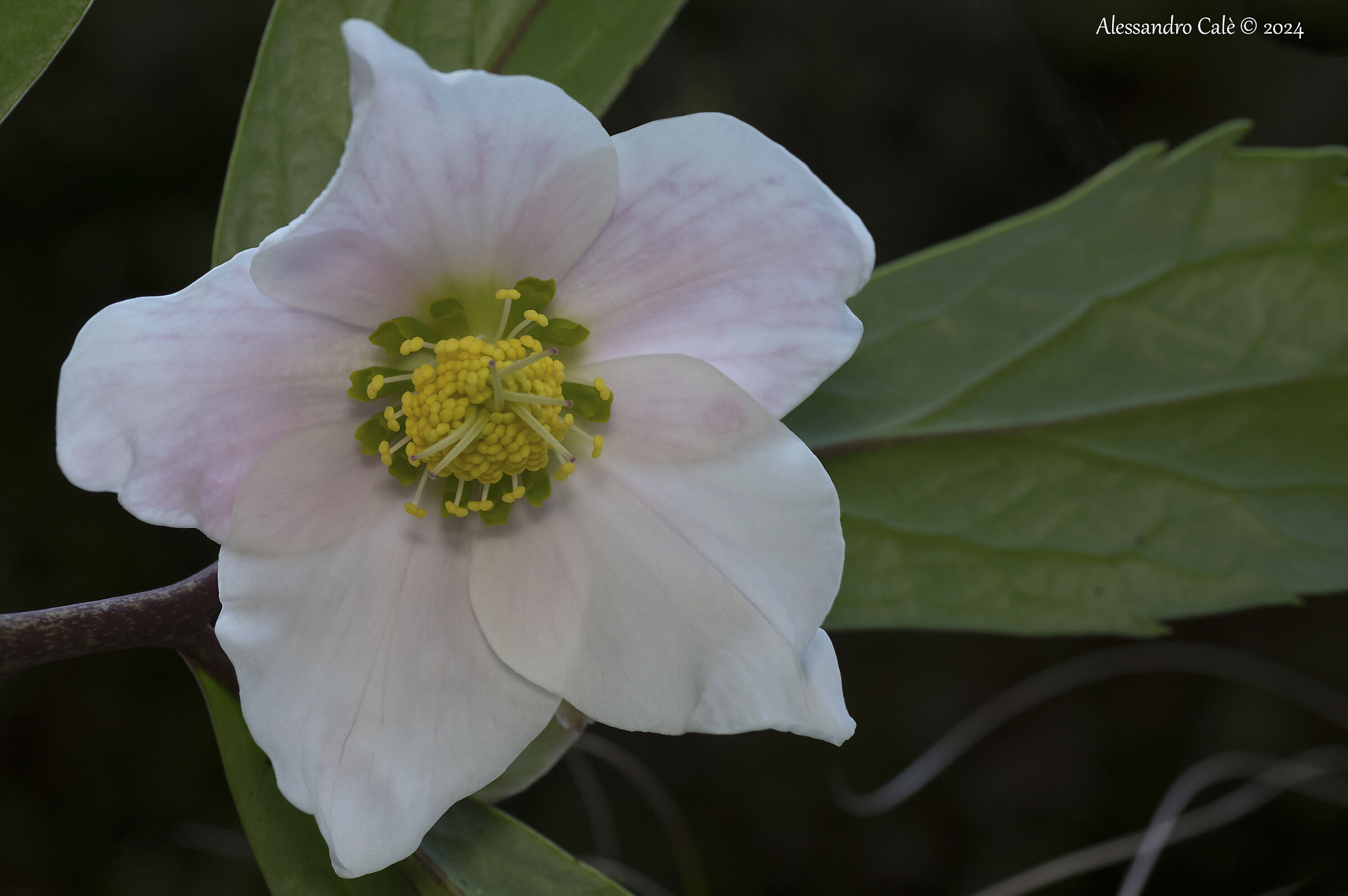 Helleborus niger (Christmas Rose) 5188
