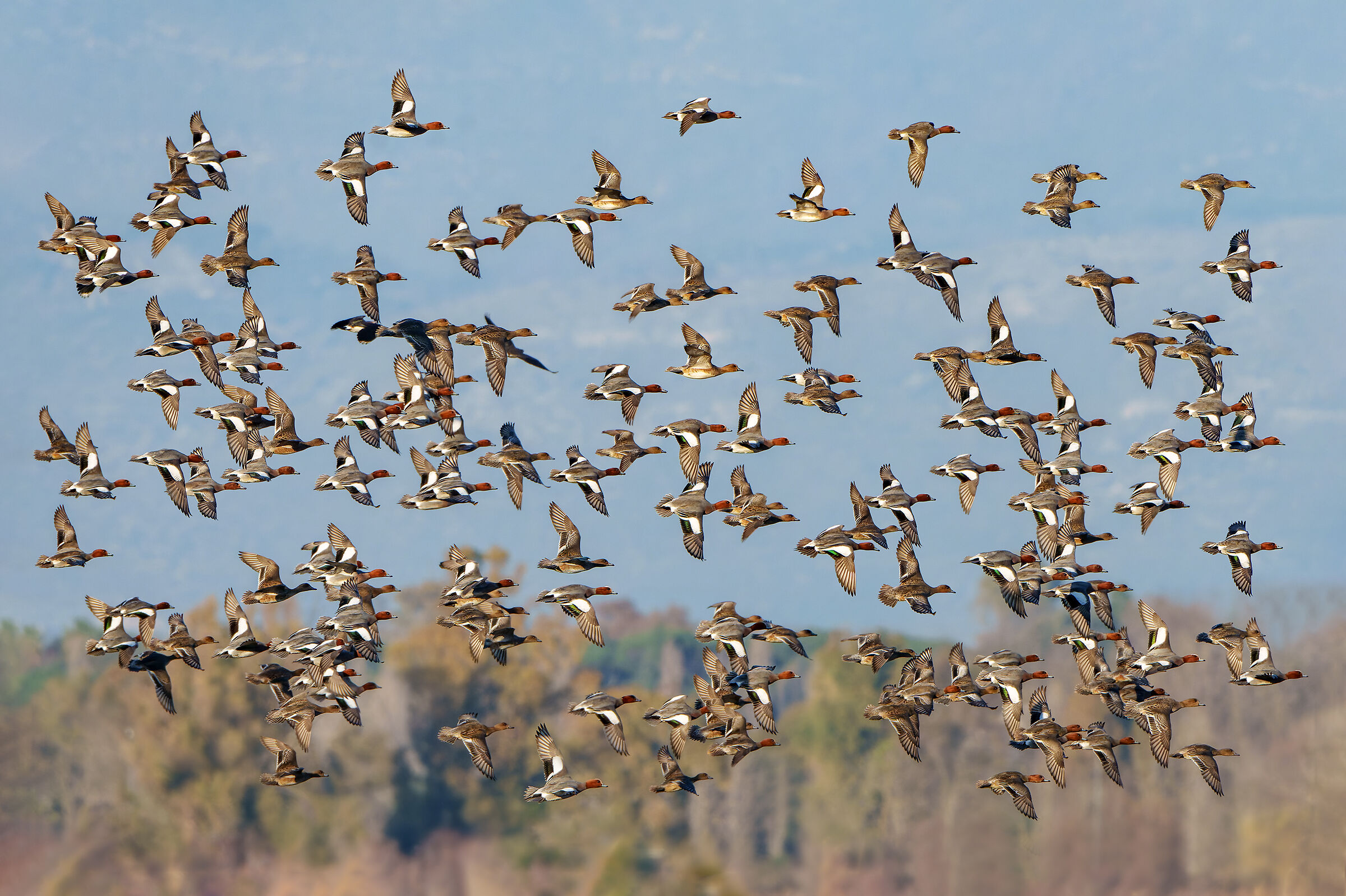 Il muro di fischioni