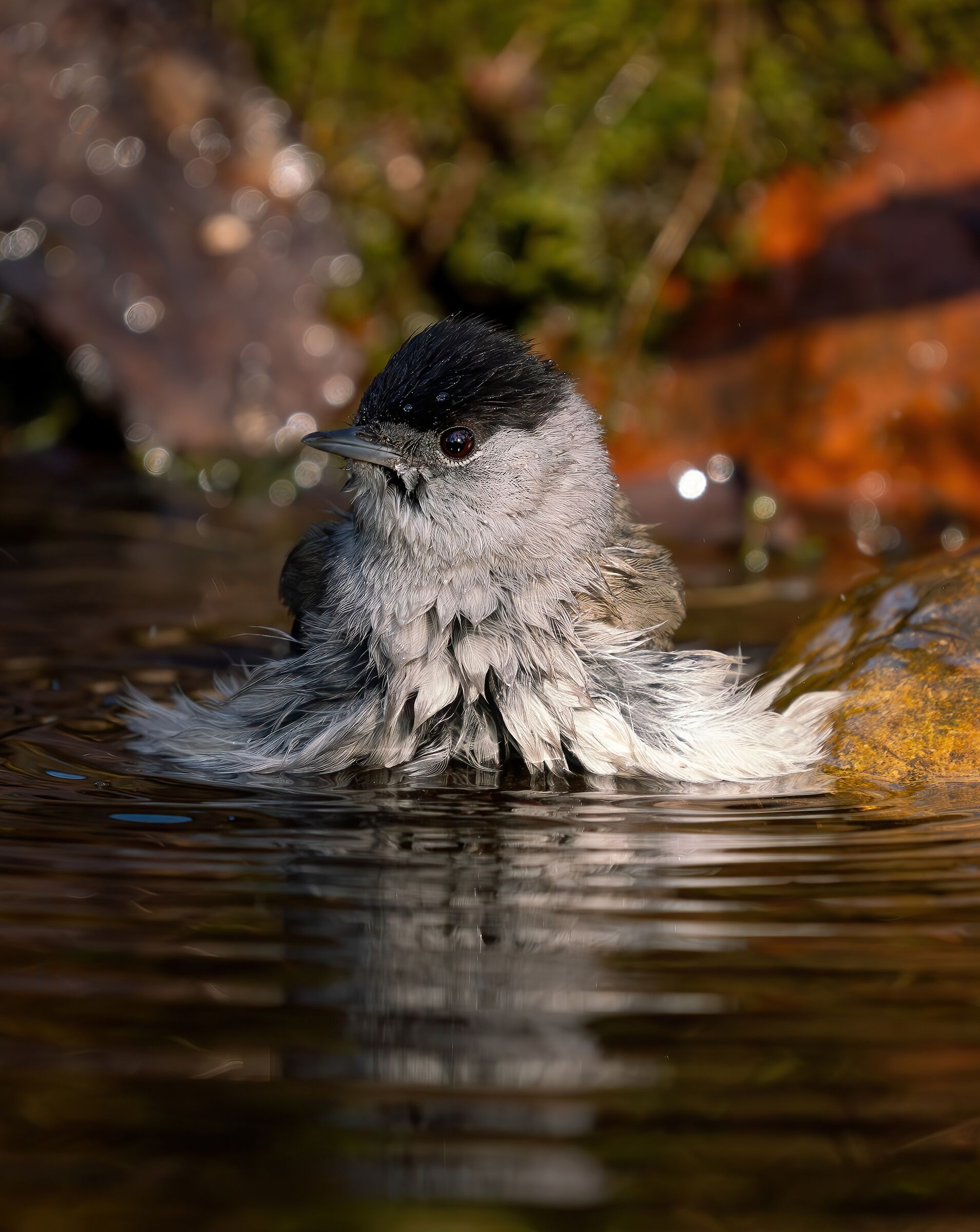 Spiumata "Capinera maschio"