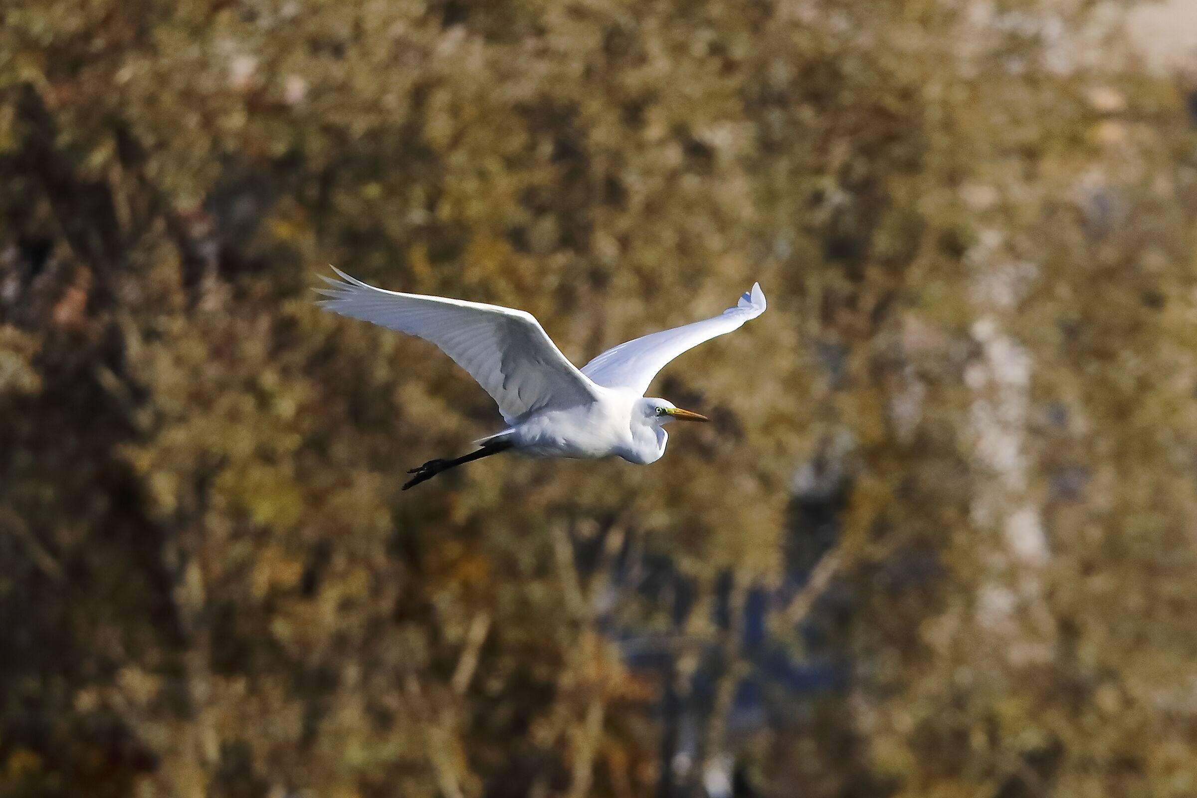 Airone BM 24-11-2023