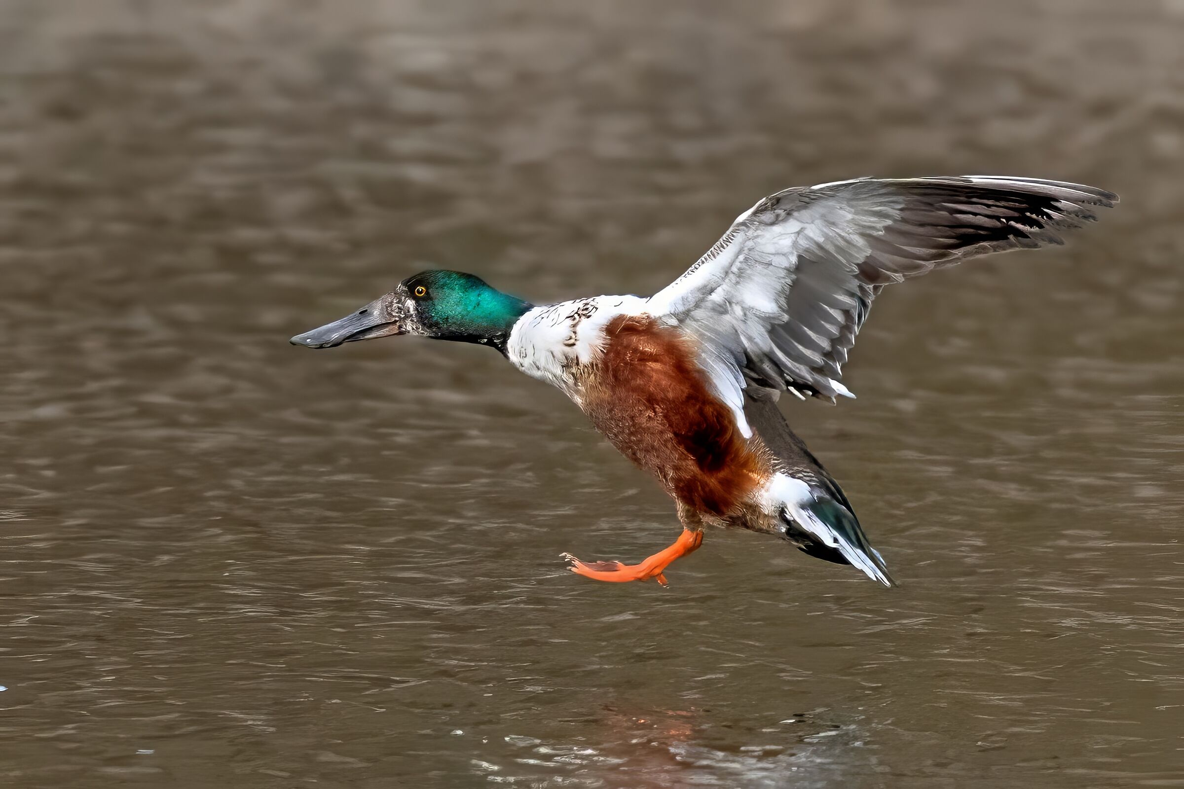 Maschio di Mestolone (Spatula clypeata) in ammaraggio