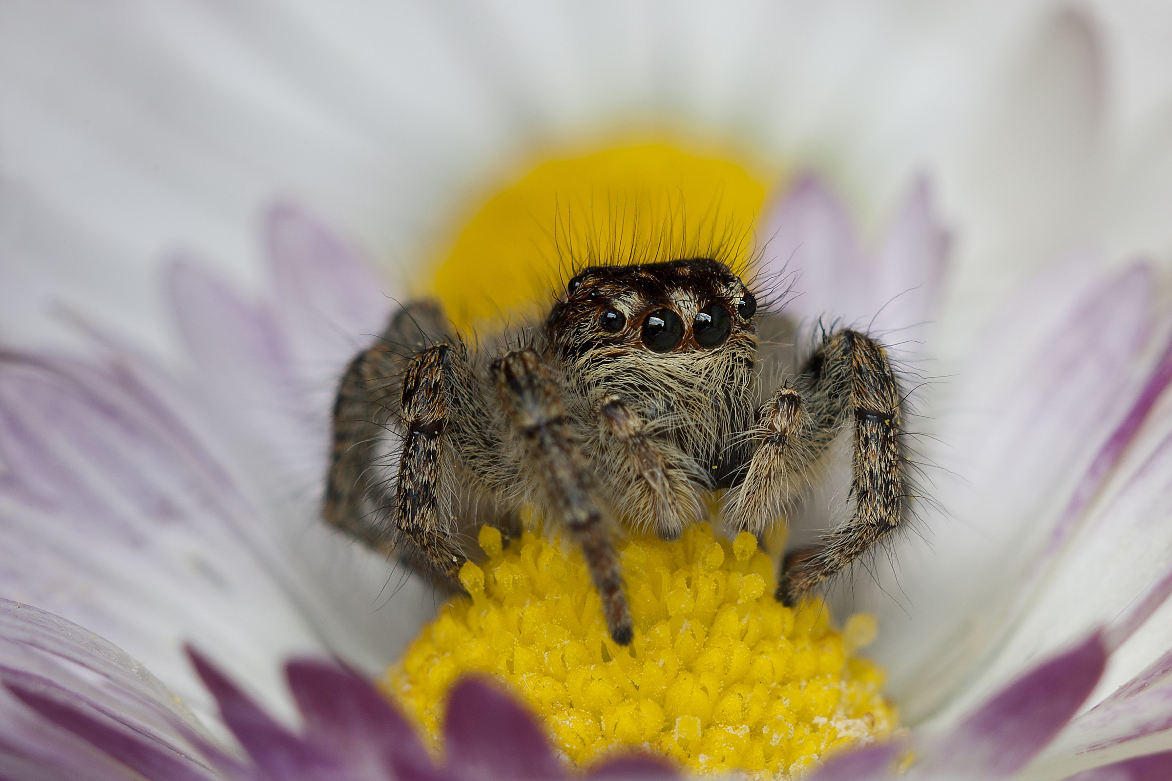 Salticidae_03