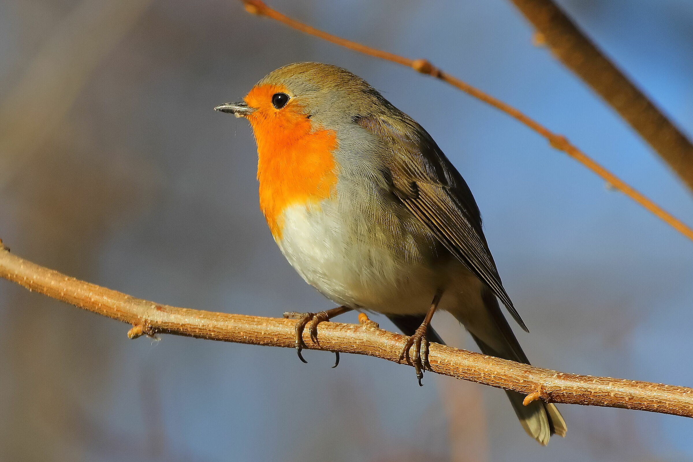 Robin 06-12-2023