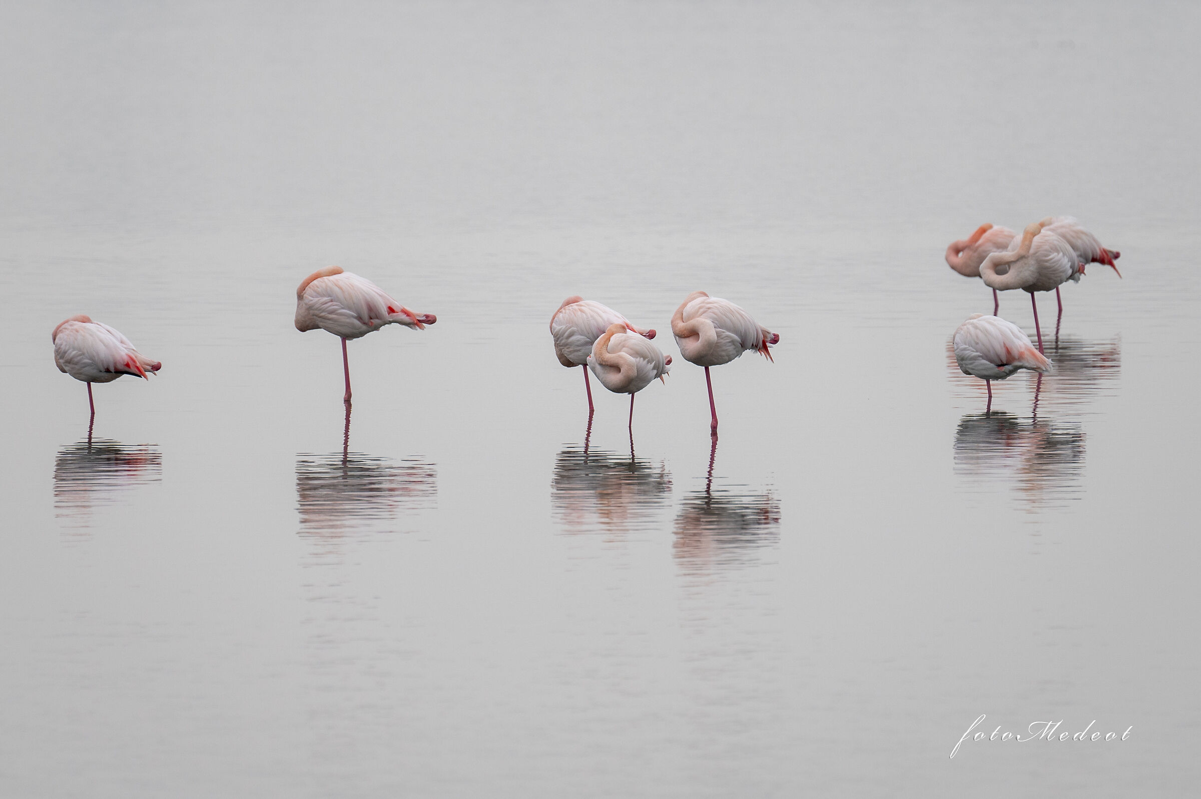 Fenicotteri a riposo