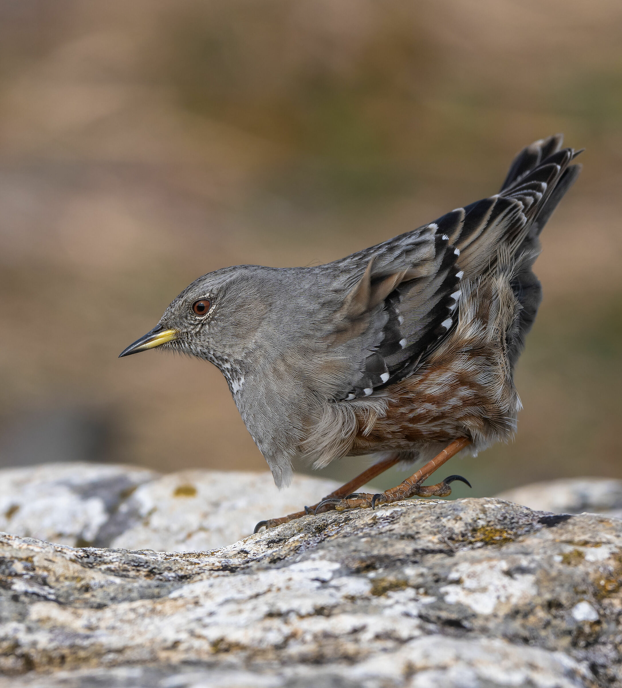 Sort with plumage in the wind