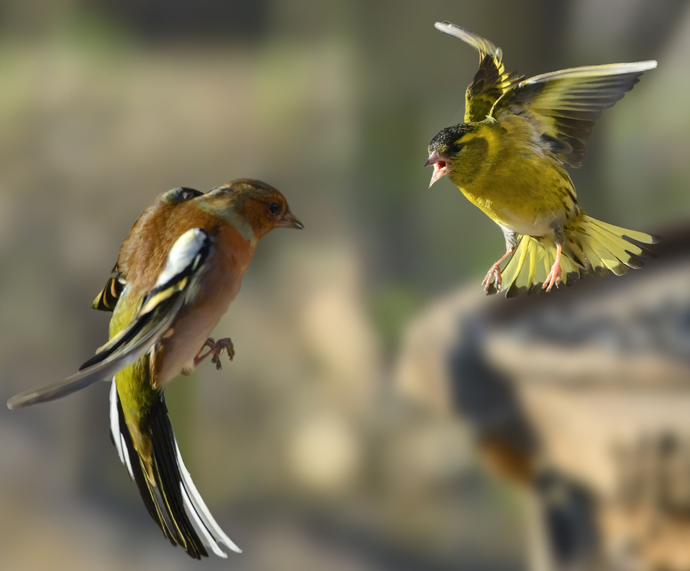Chaffinch vs Siwarf