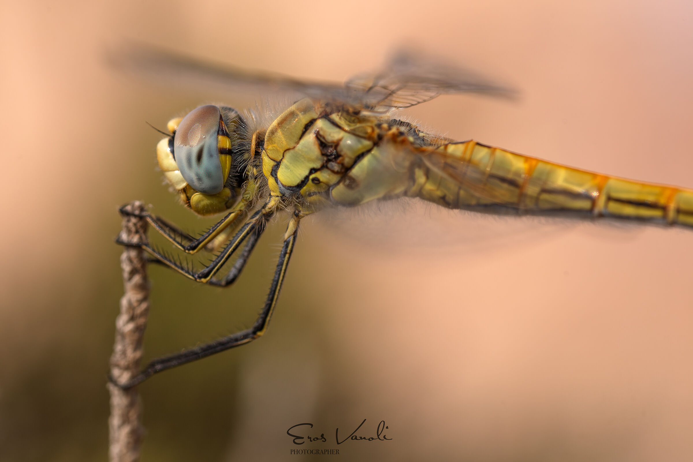 Guardando la natura nel dettaglio...