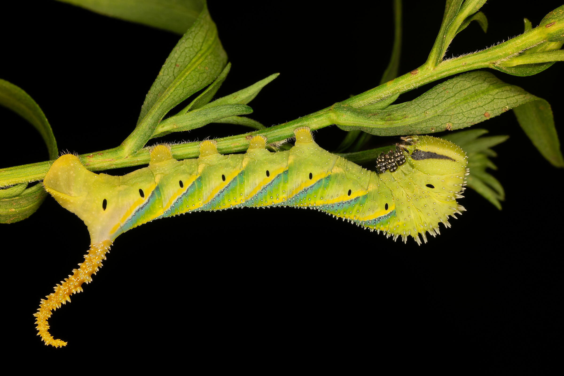 Acherontia atropos, bruco