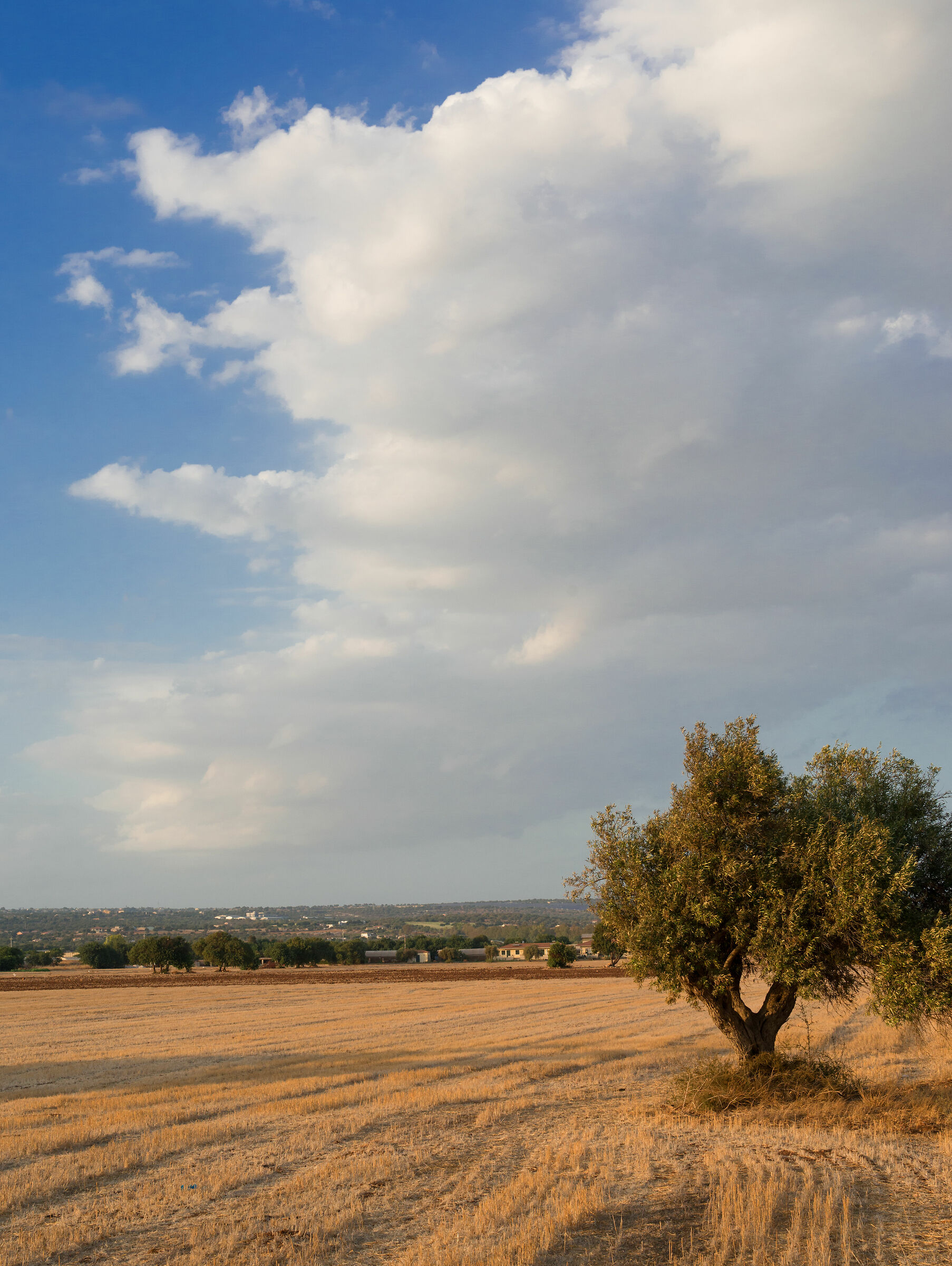 campo siciliano in estate