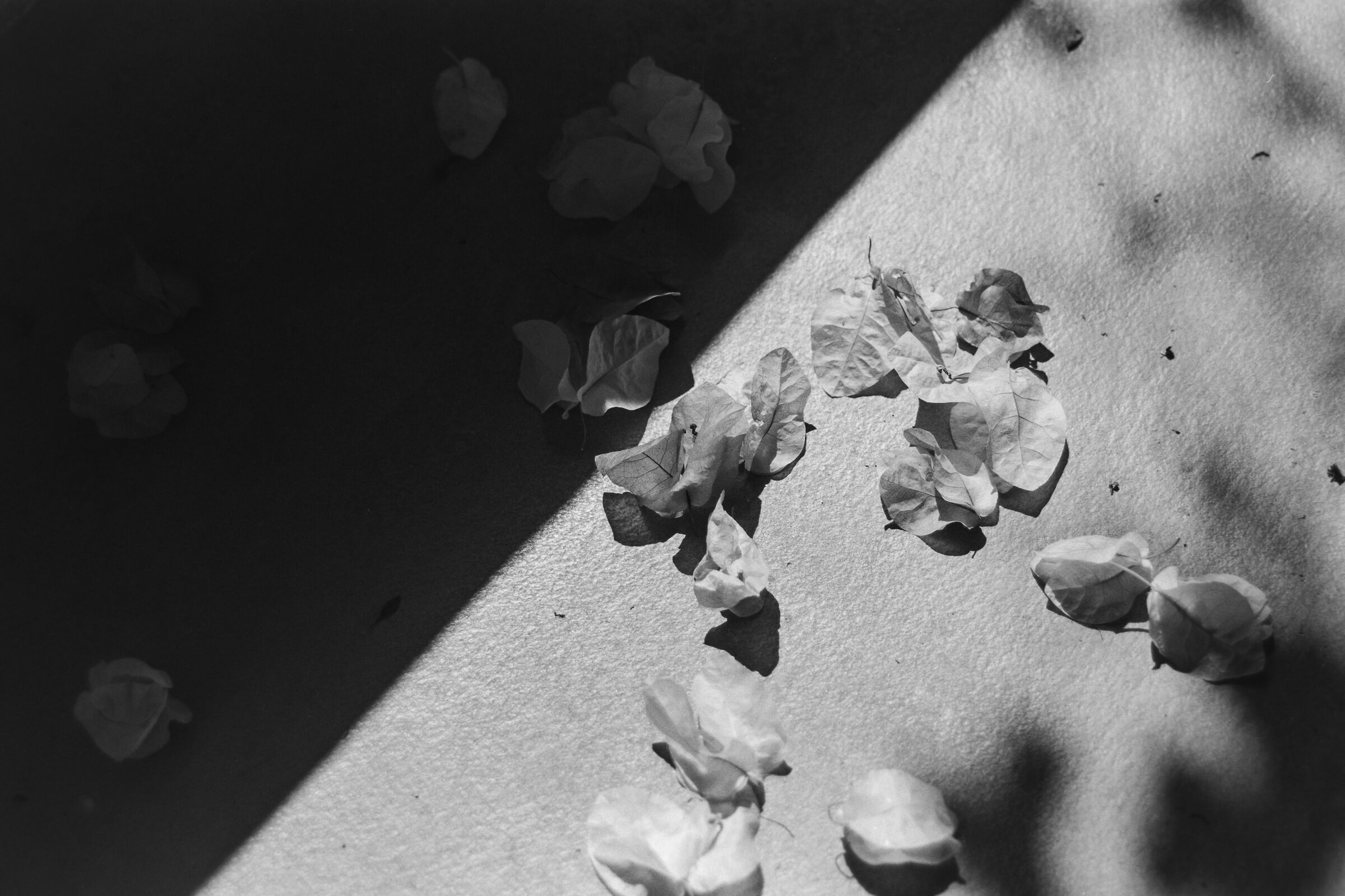 Petali