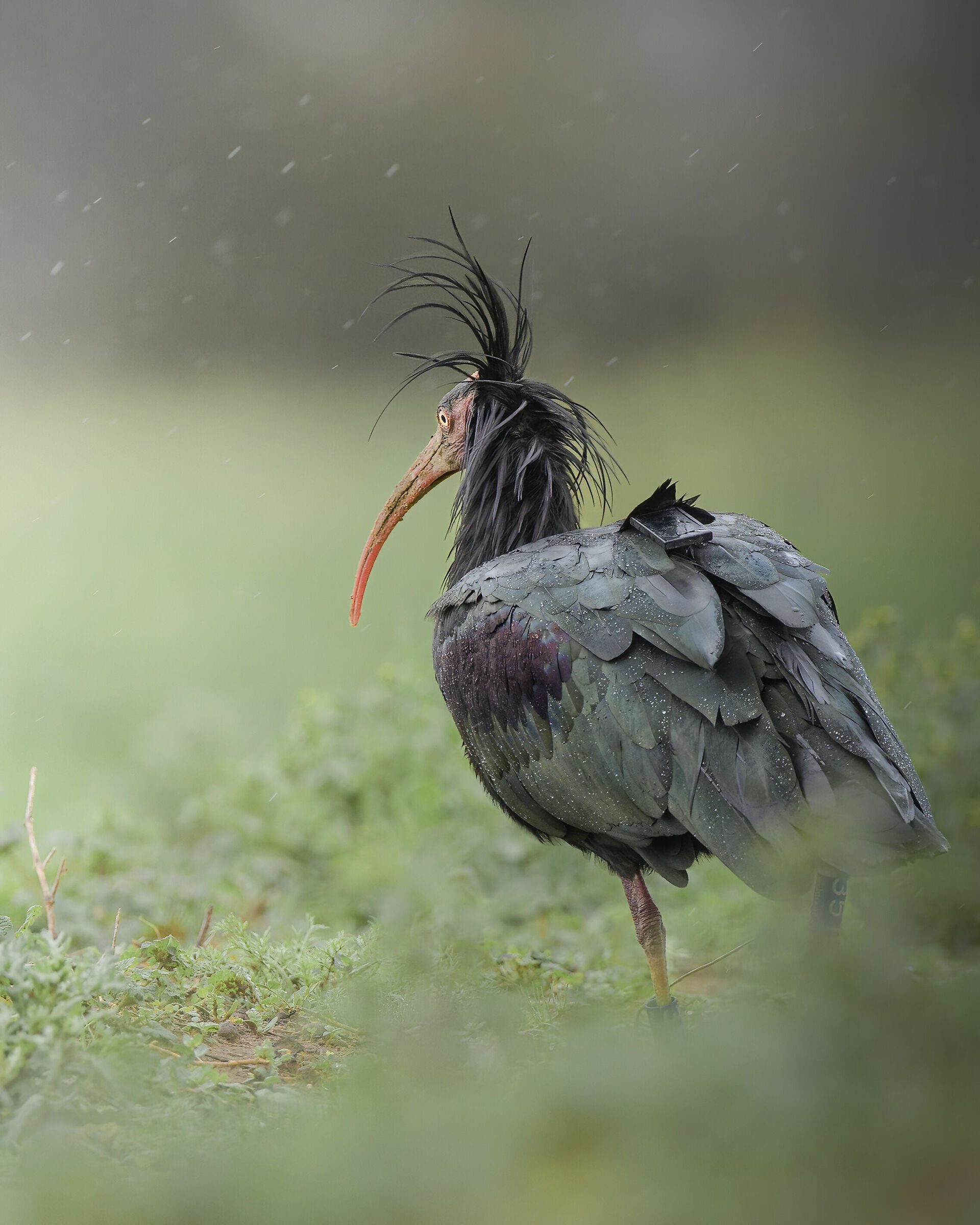 Ibis Eremita sotto la pioggia