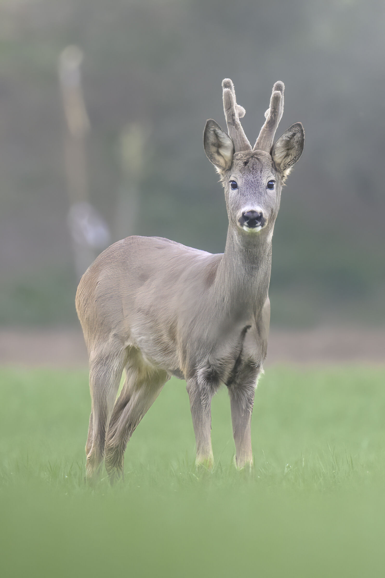 Capriolo al tramonto