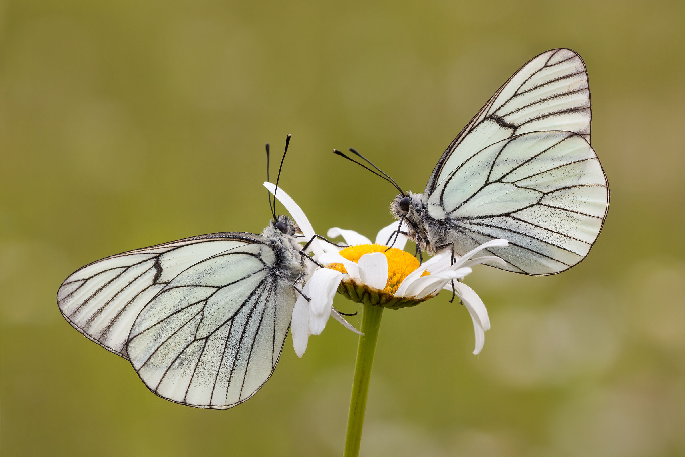 Aporia crataegi - Black-veined white
