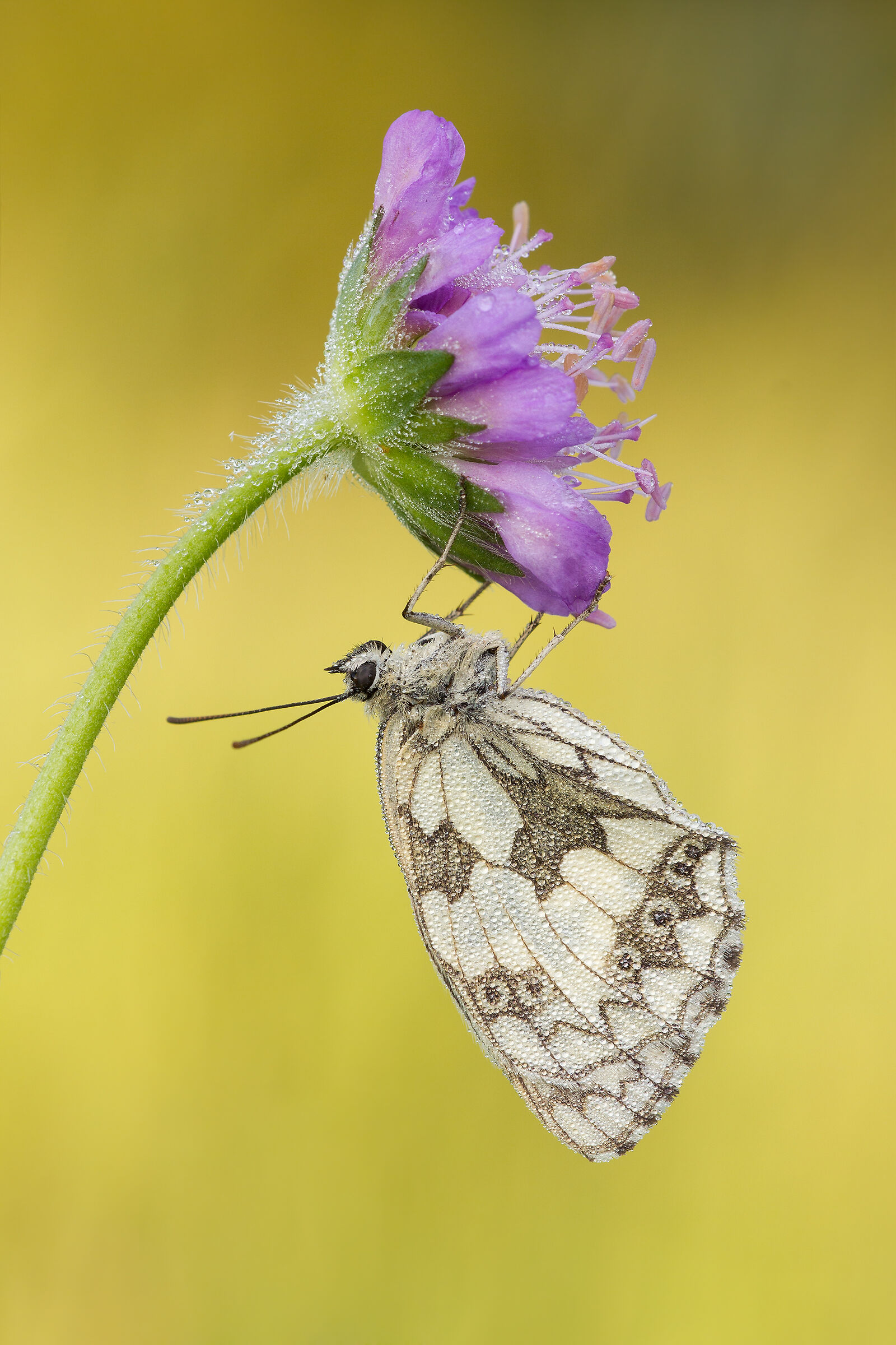Marbled white - Melanargia galathea