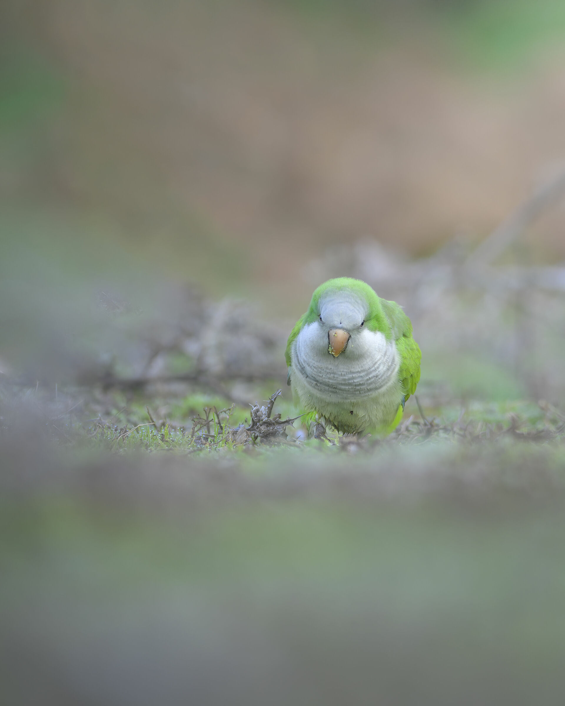 Roman Parakeet