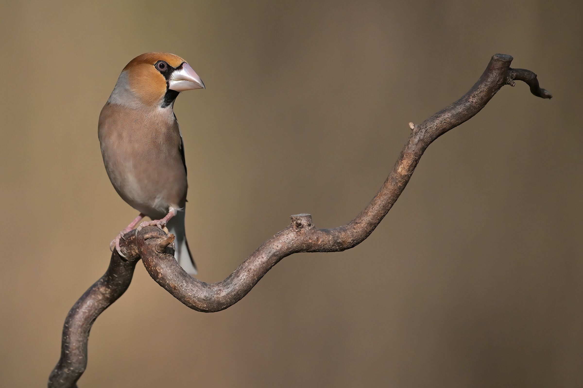 hawfinch