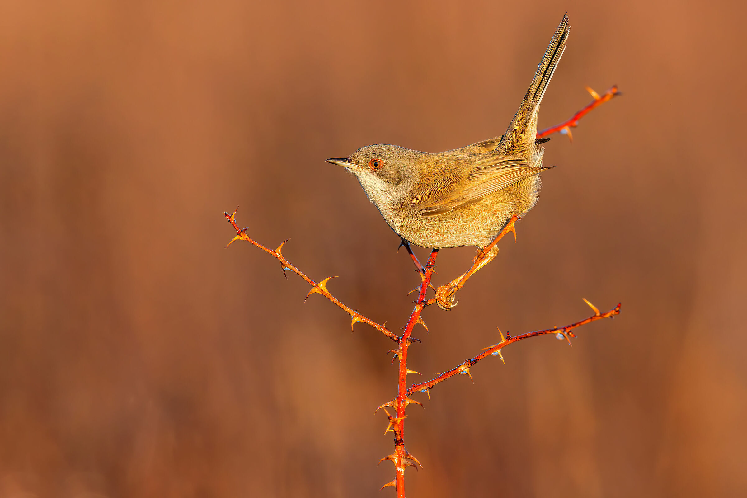 Female Warbler