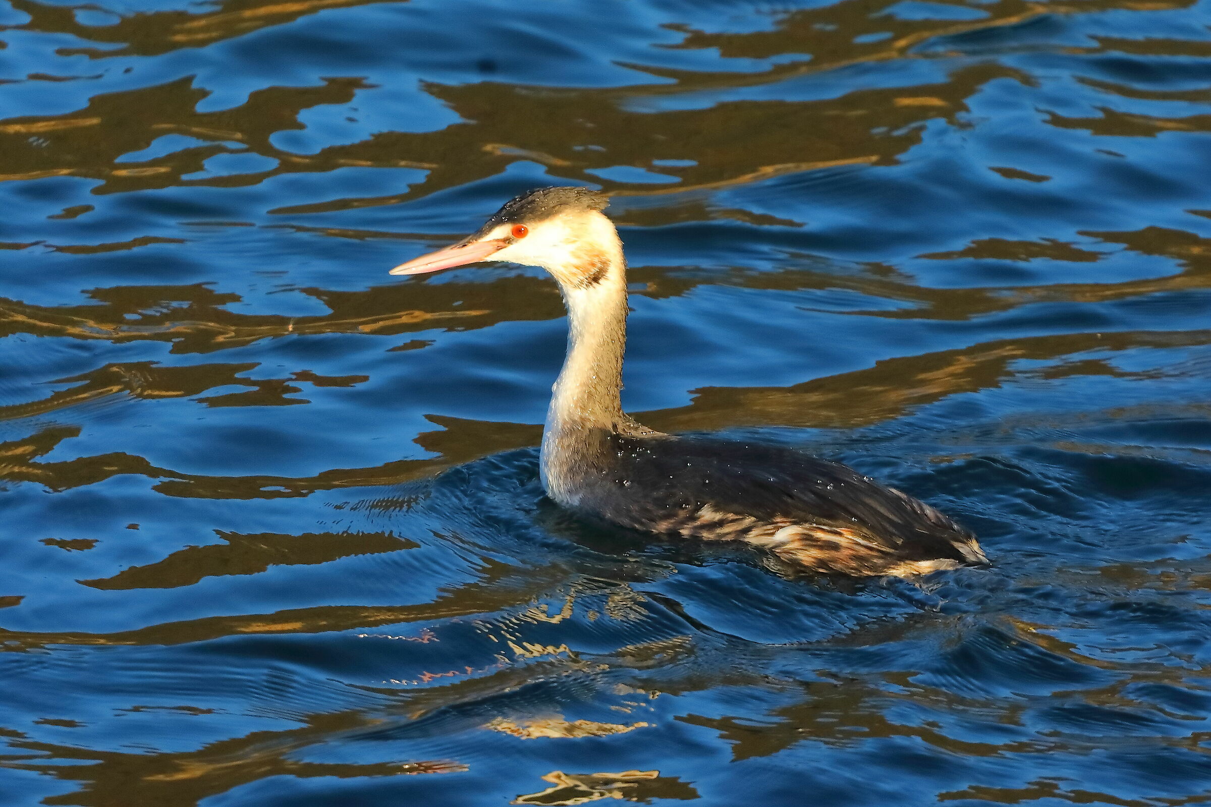 Grebe 26-11-2023