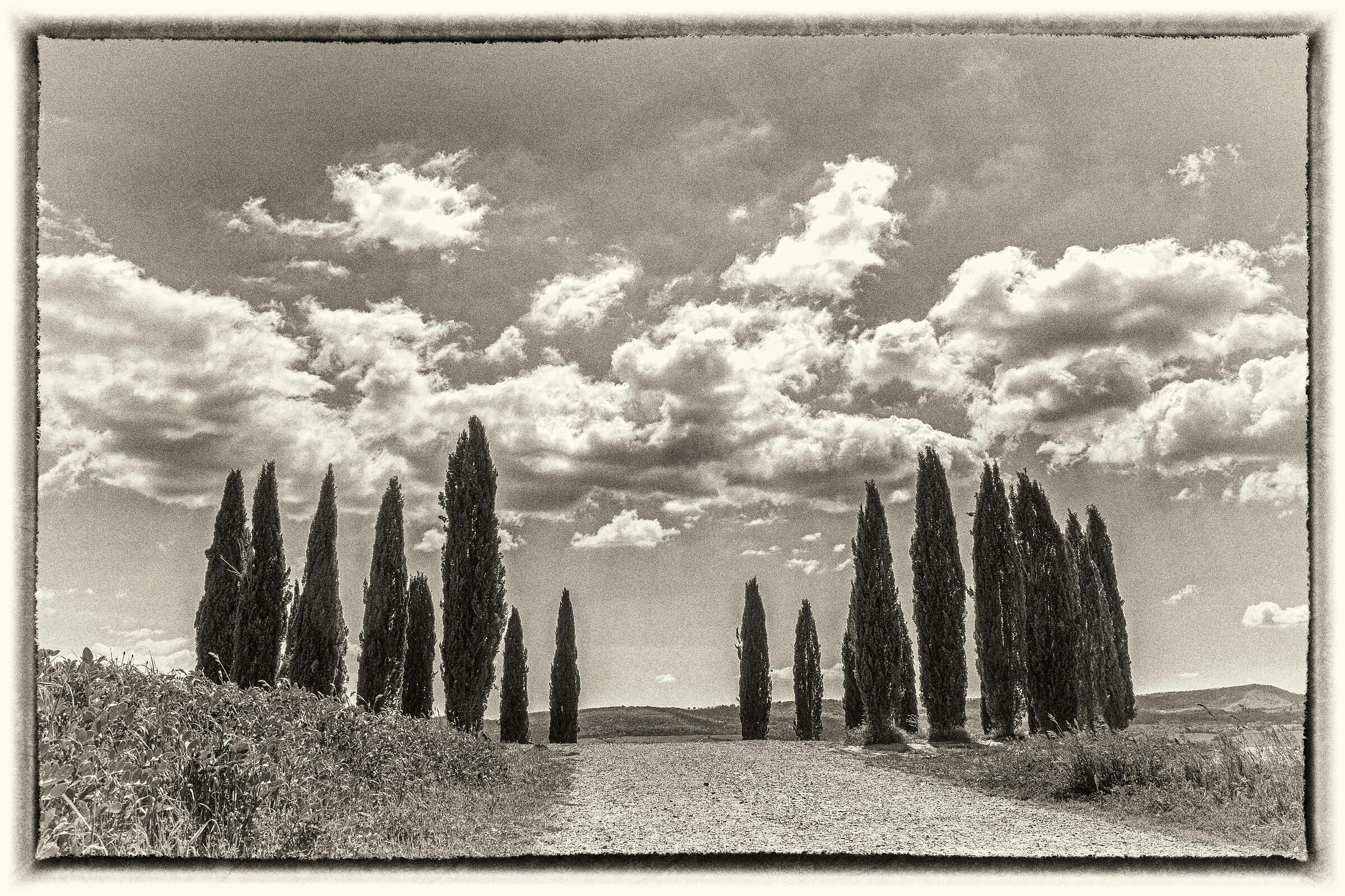 Cypress
