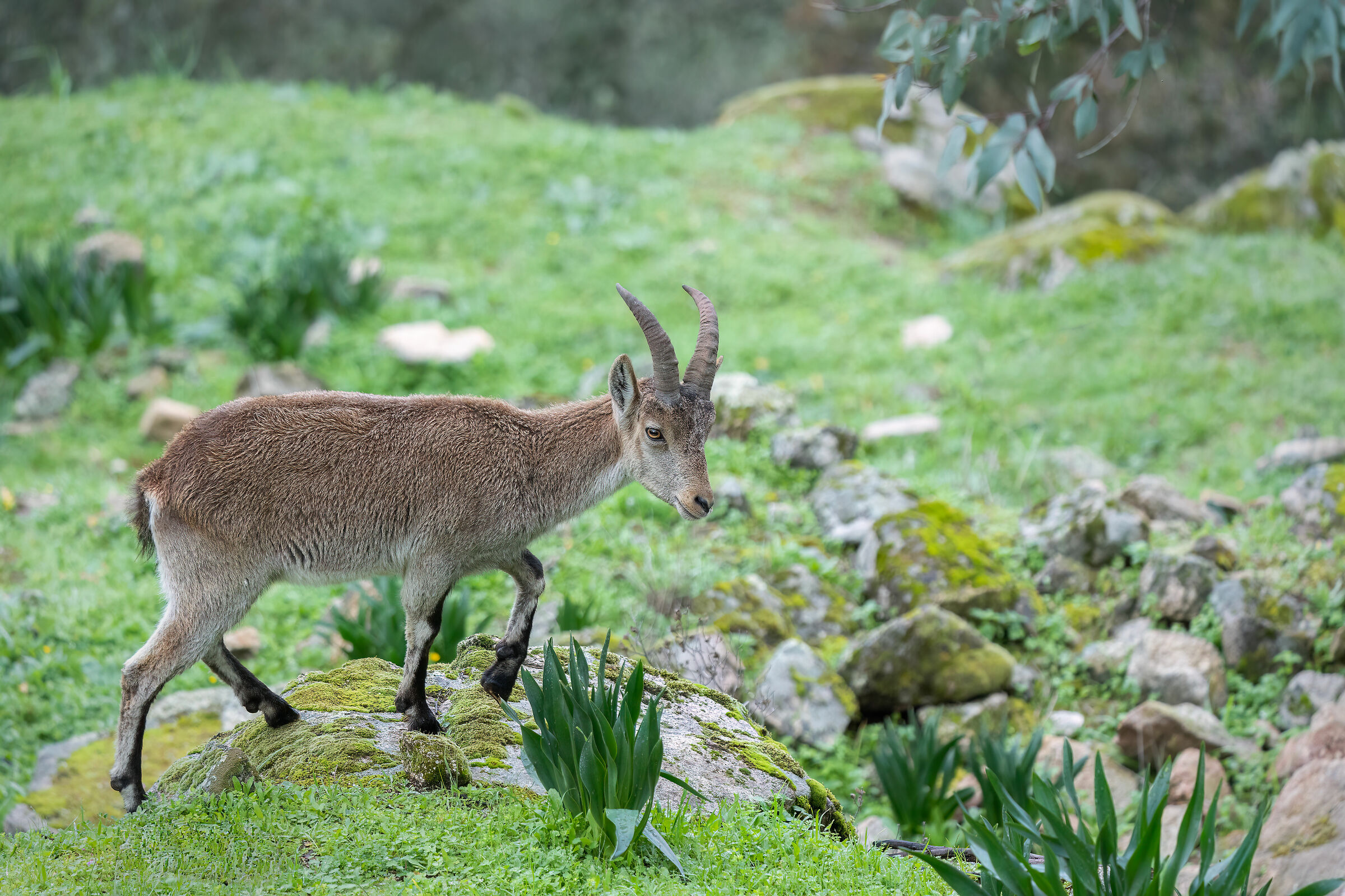 Stambecco iberico