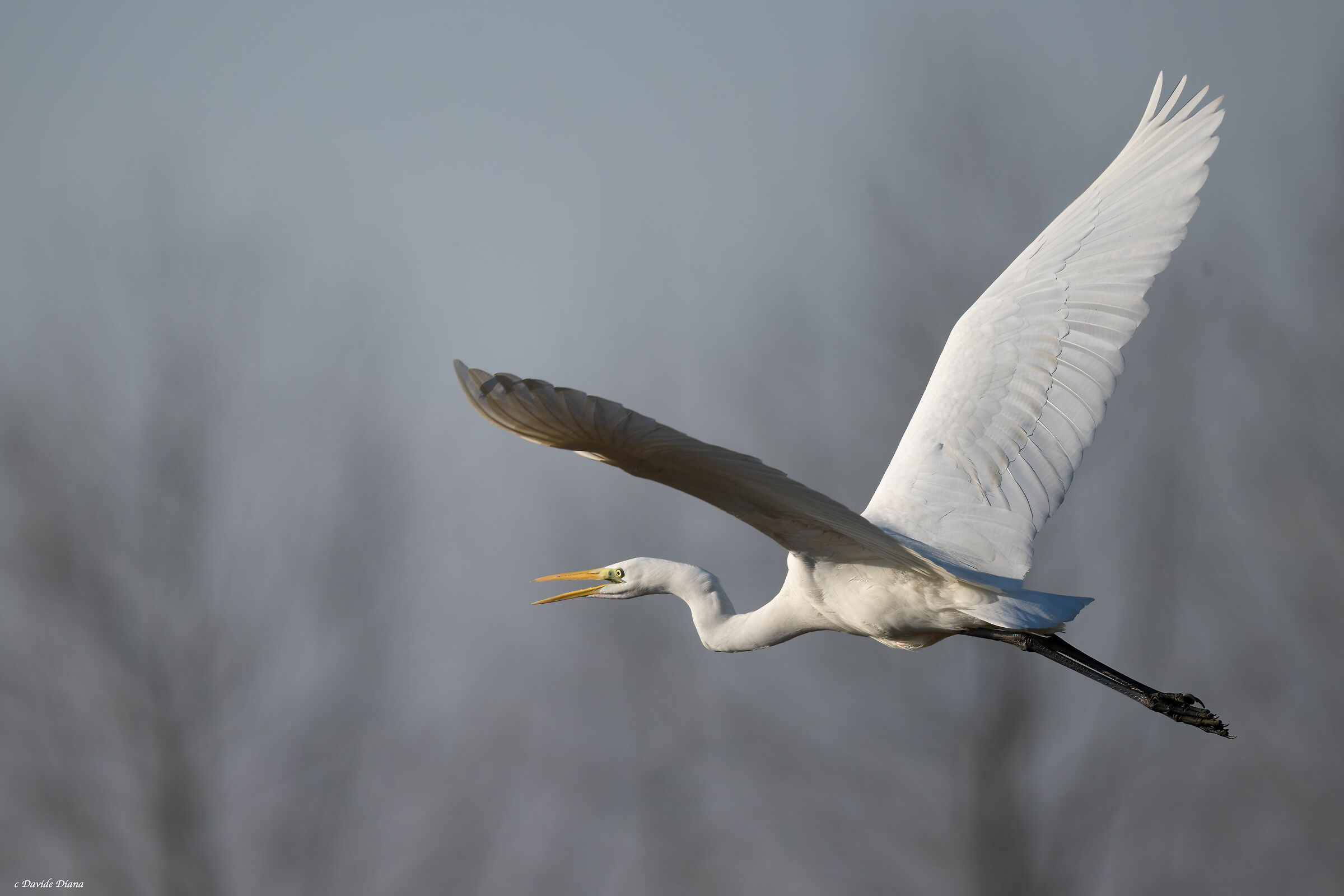 Great White Heron - Vercelli rice fields