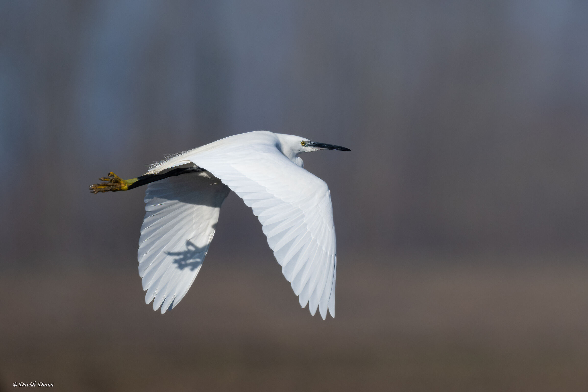 Little Egret - Vercelli rice fields
