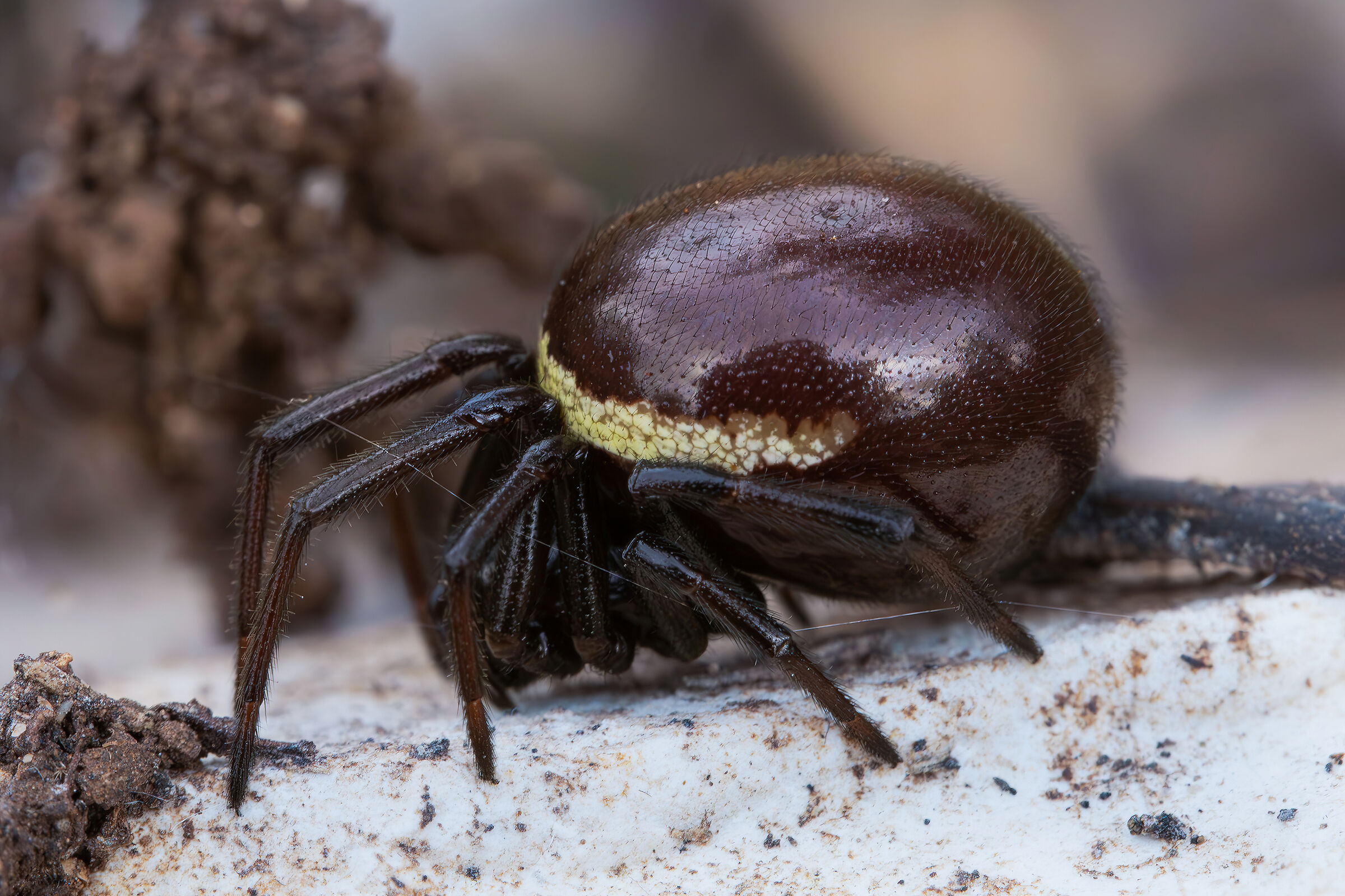 Steatoda paykulliana