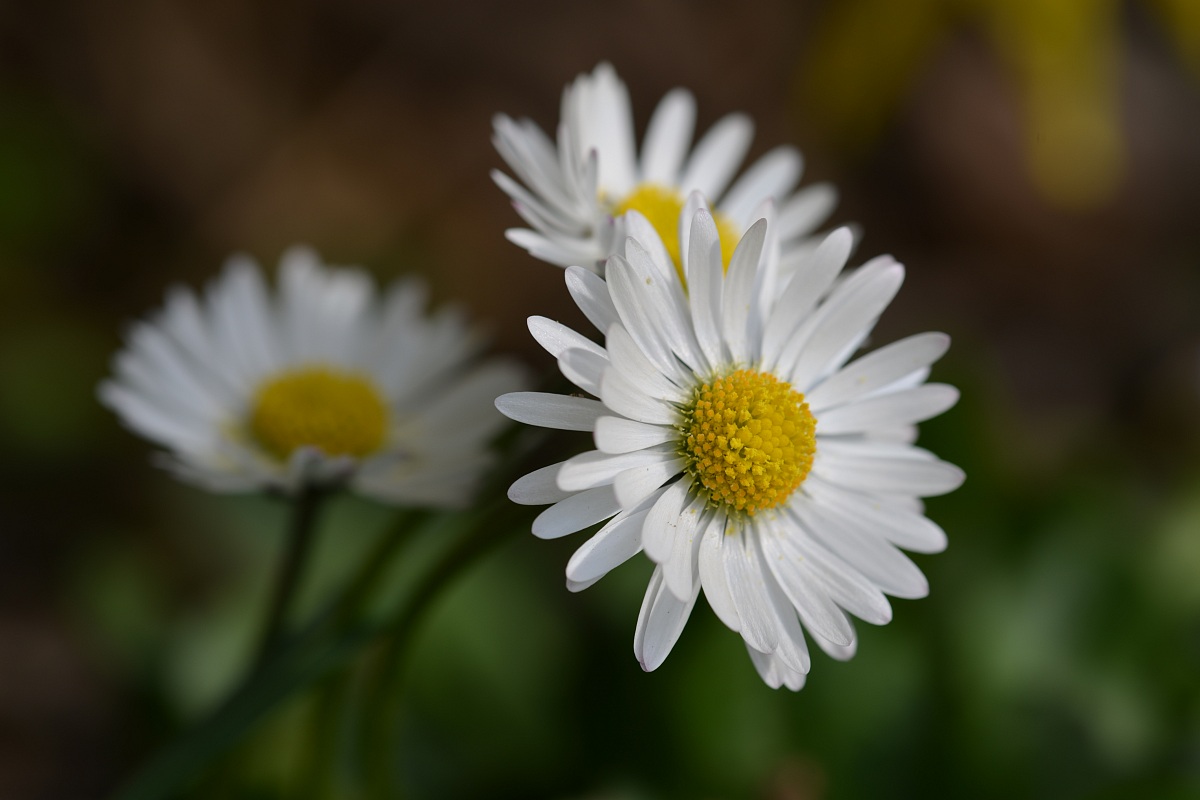 Daisies