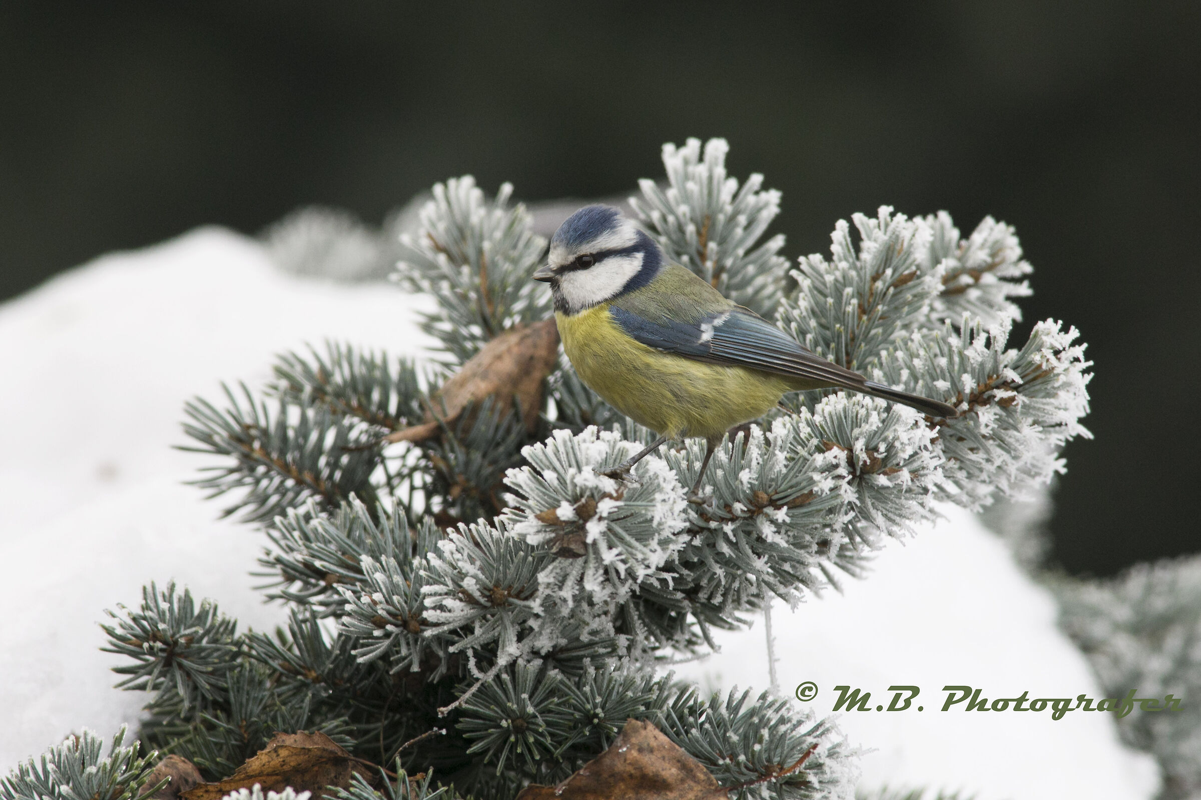 Cinciarella in cerca di cibo