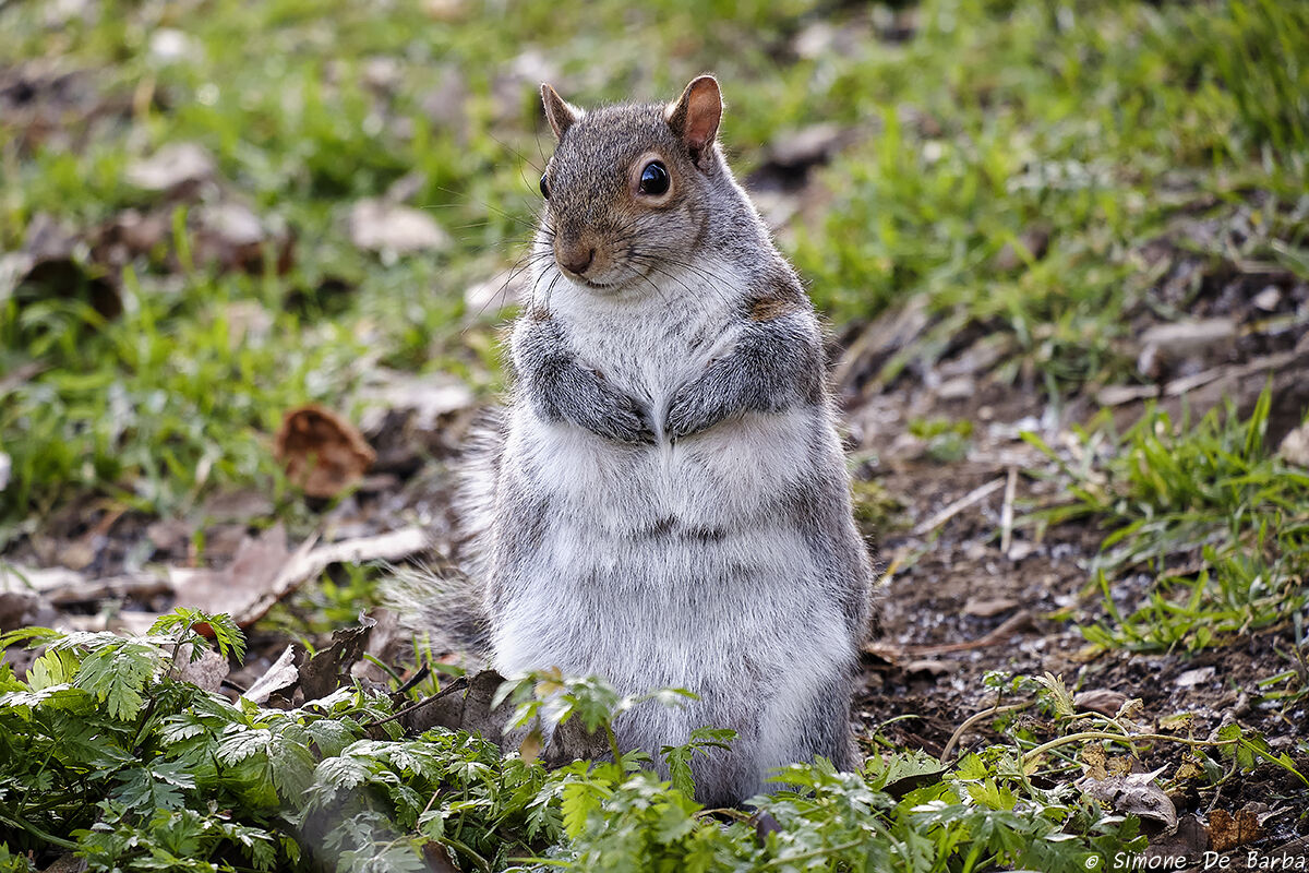 "Me la daresti una nocciolina?"