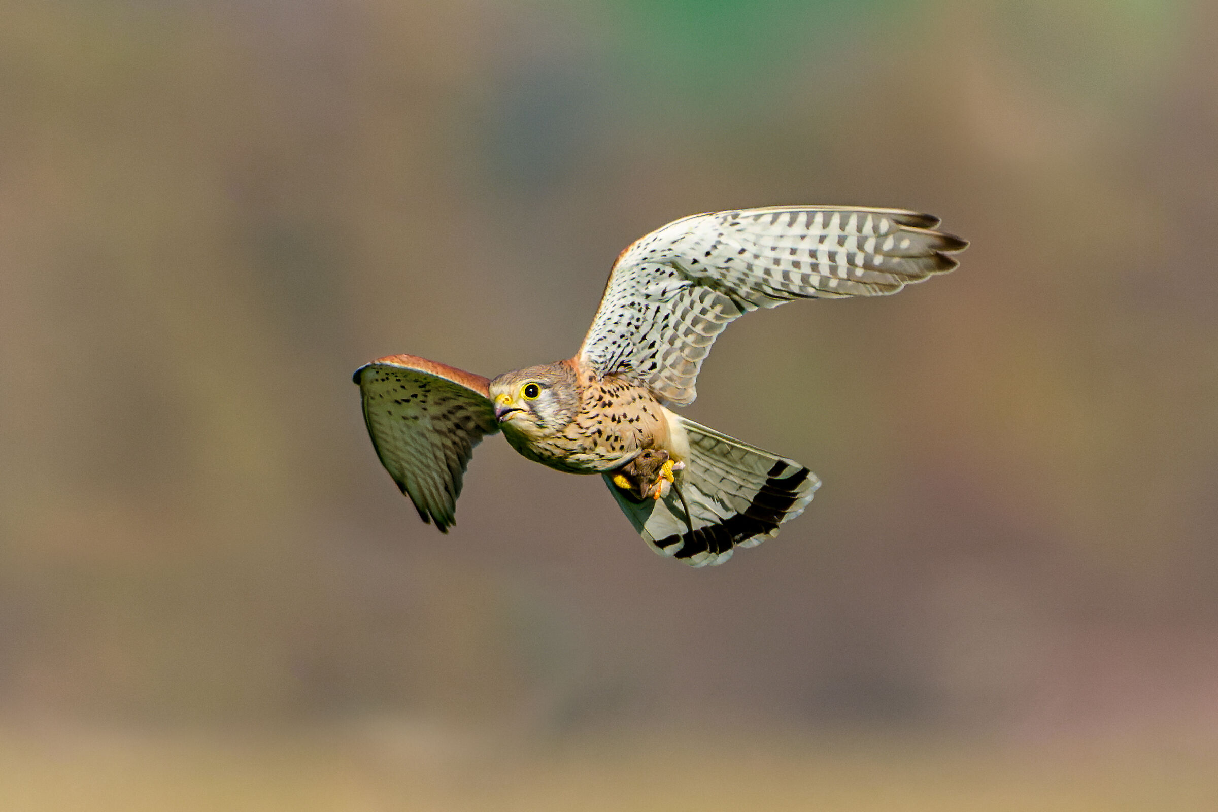 Il gheppio e la sua preda