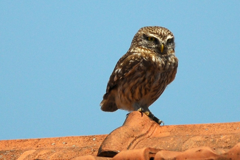 Owl