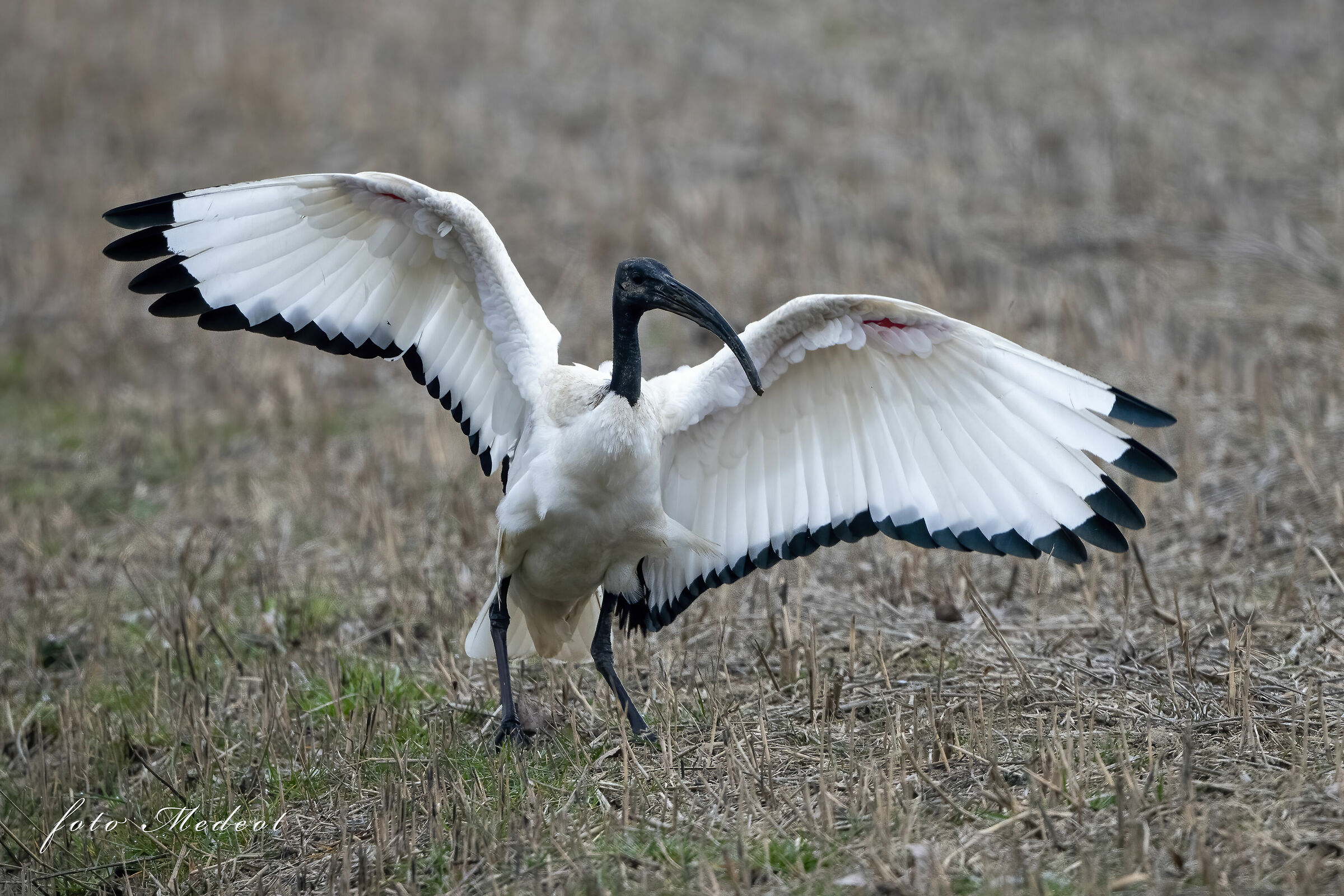Ibis
