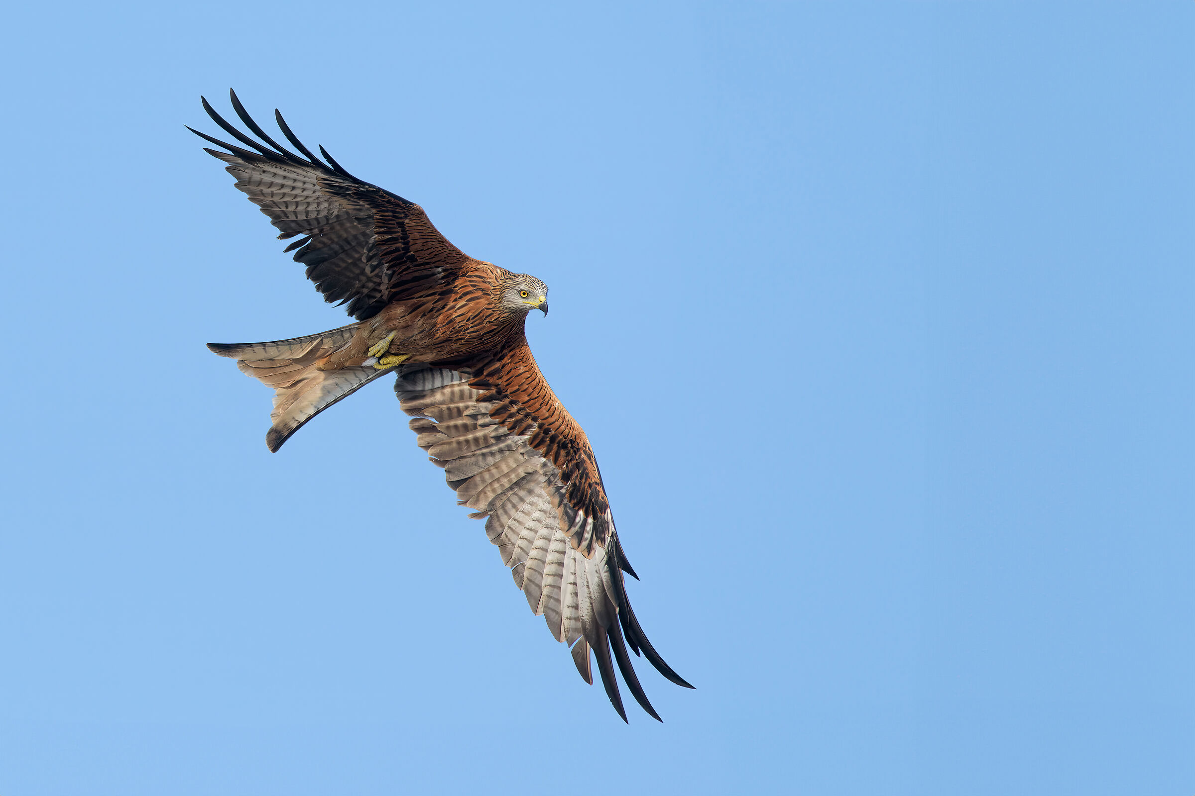Red Kite (Milvus milvus)