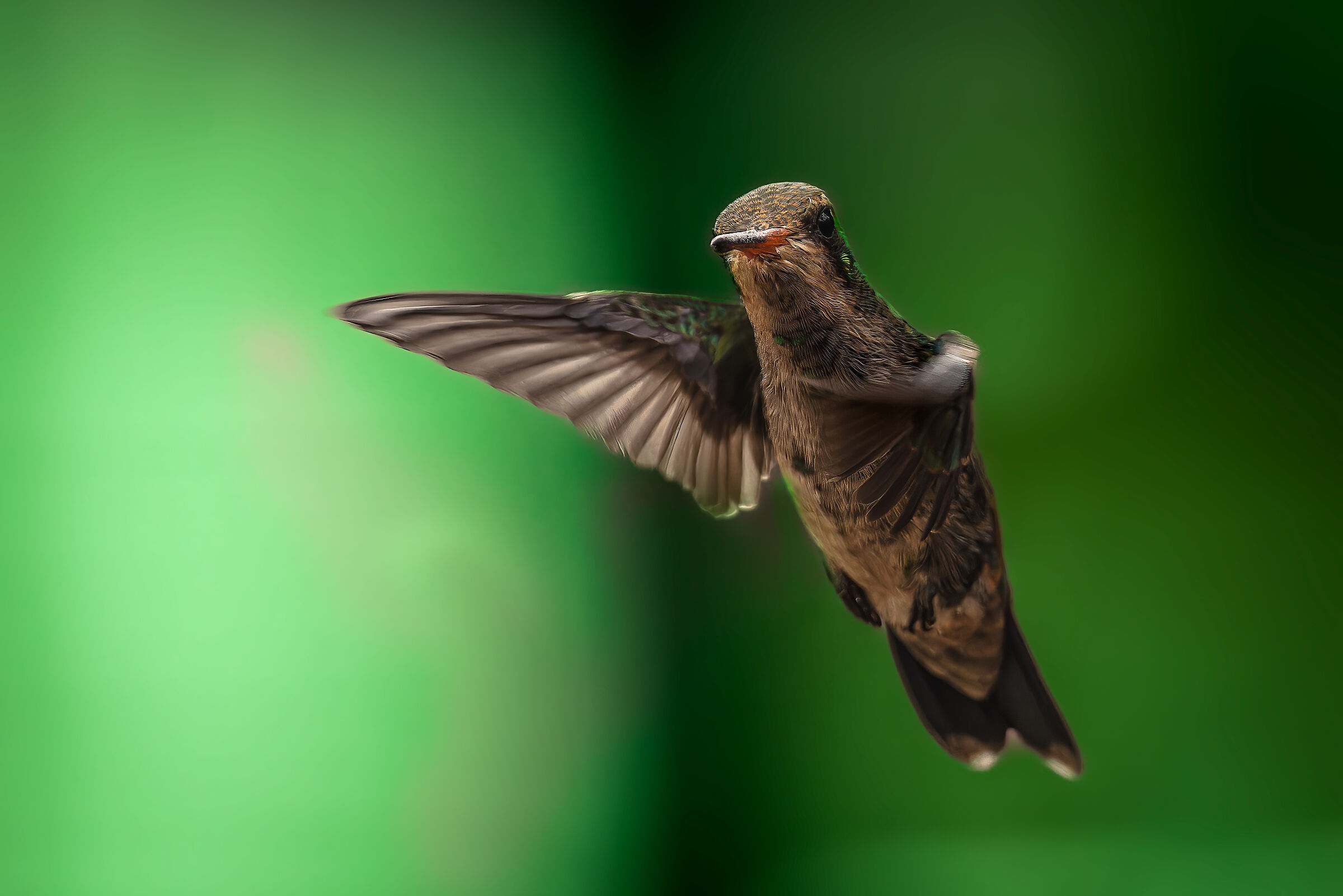 Chlorostilbon lucidus n.5