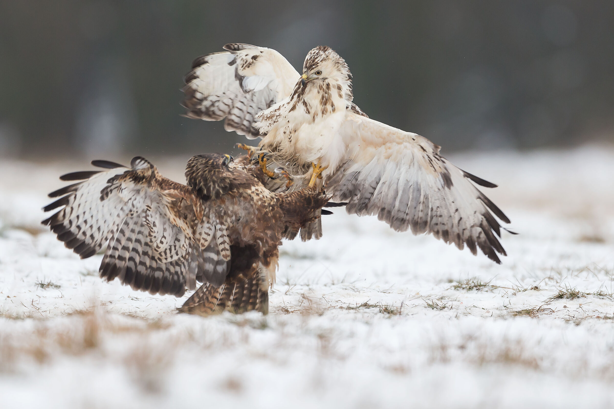 Buzzard Fight