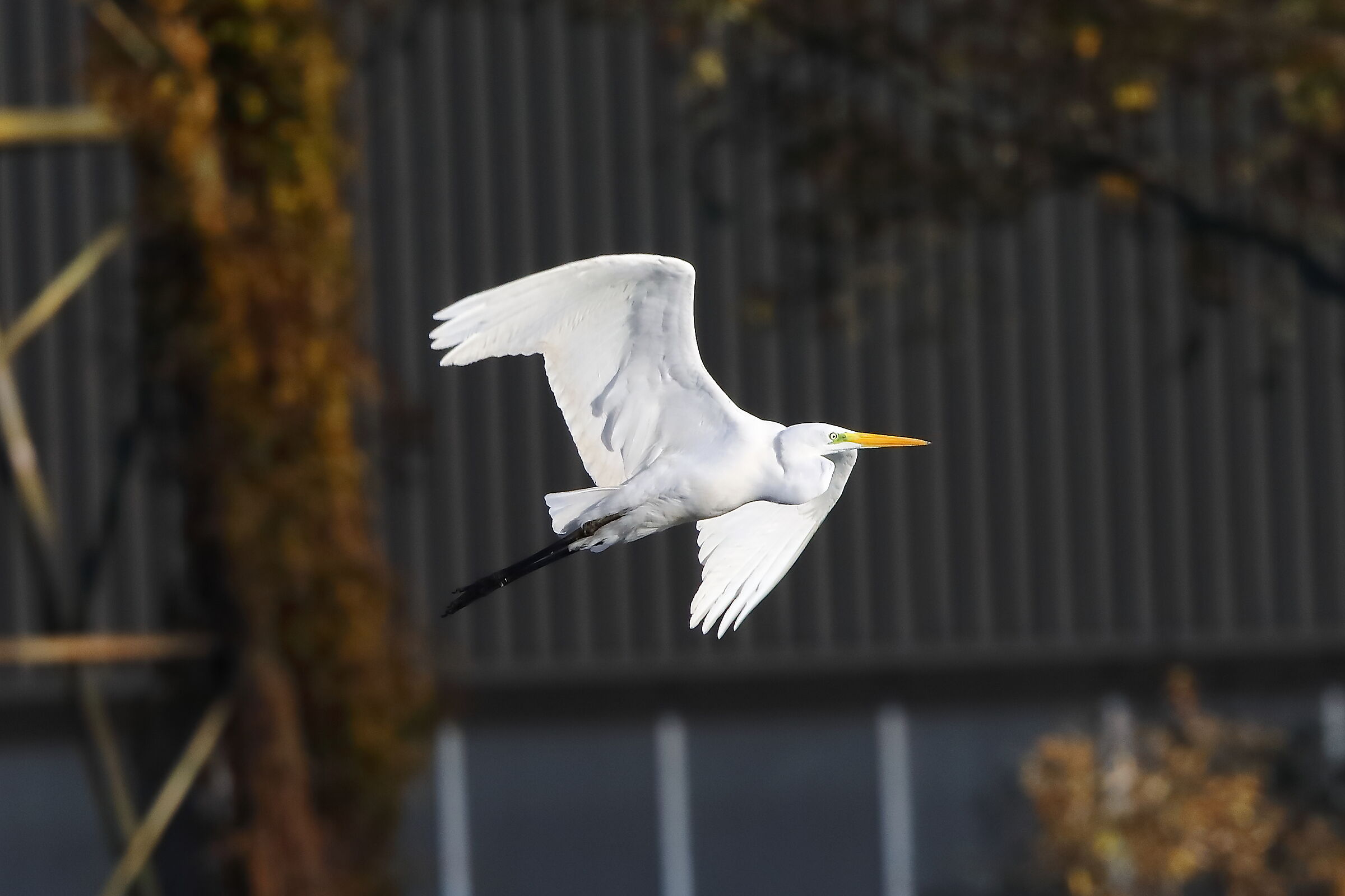 Airone BM 24-11-2023