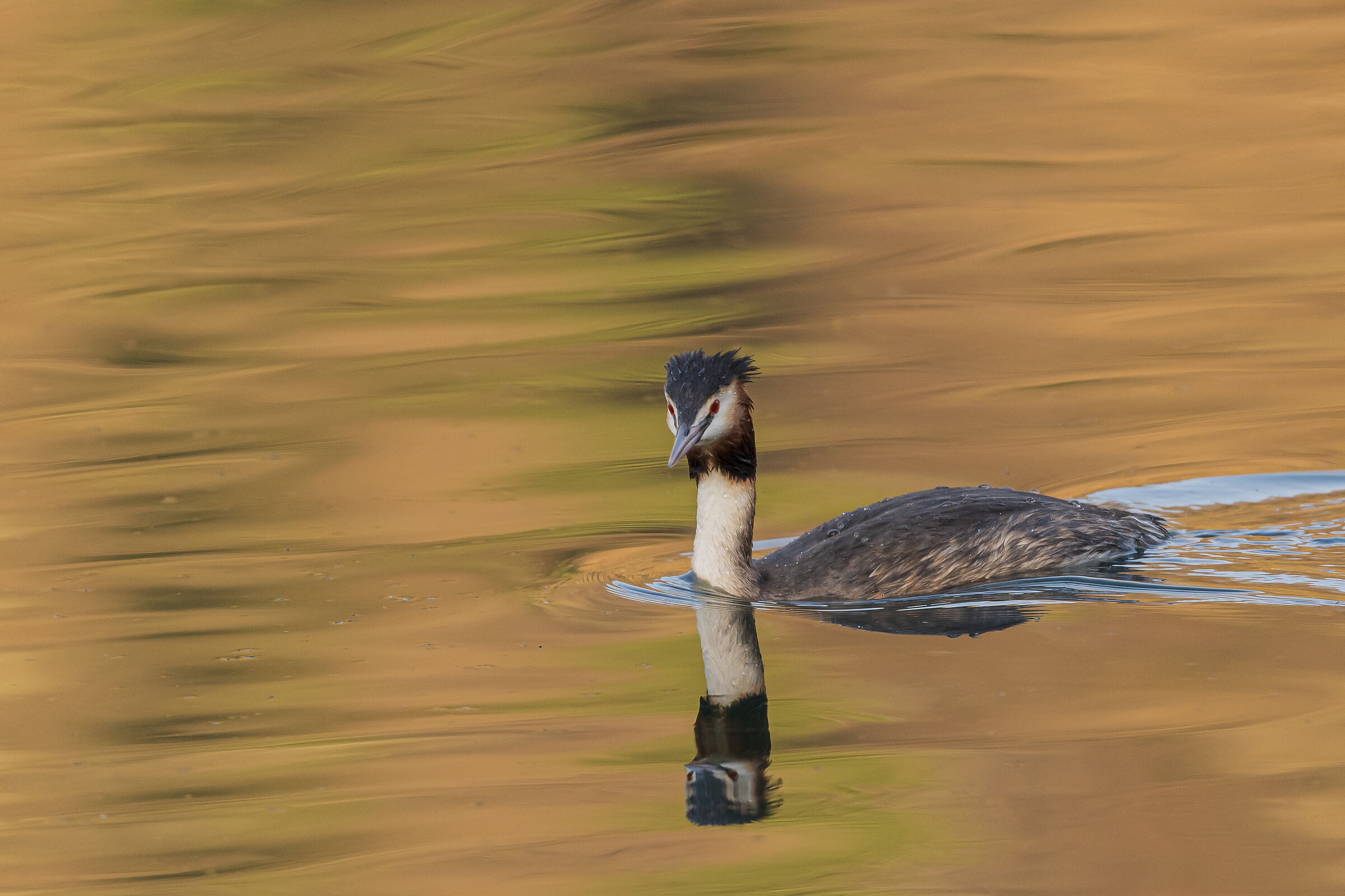 Grebe in Silk