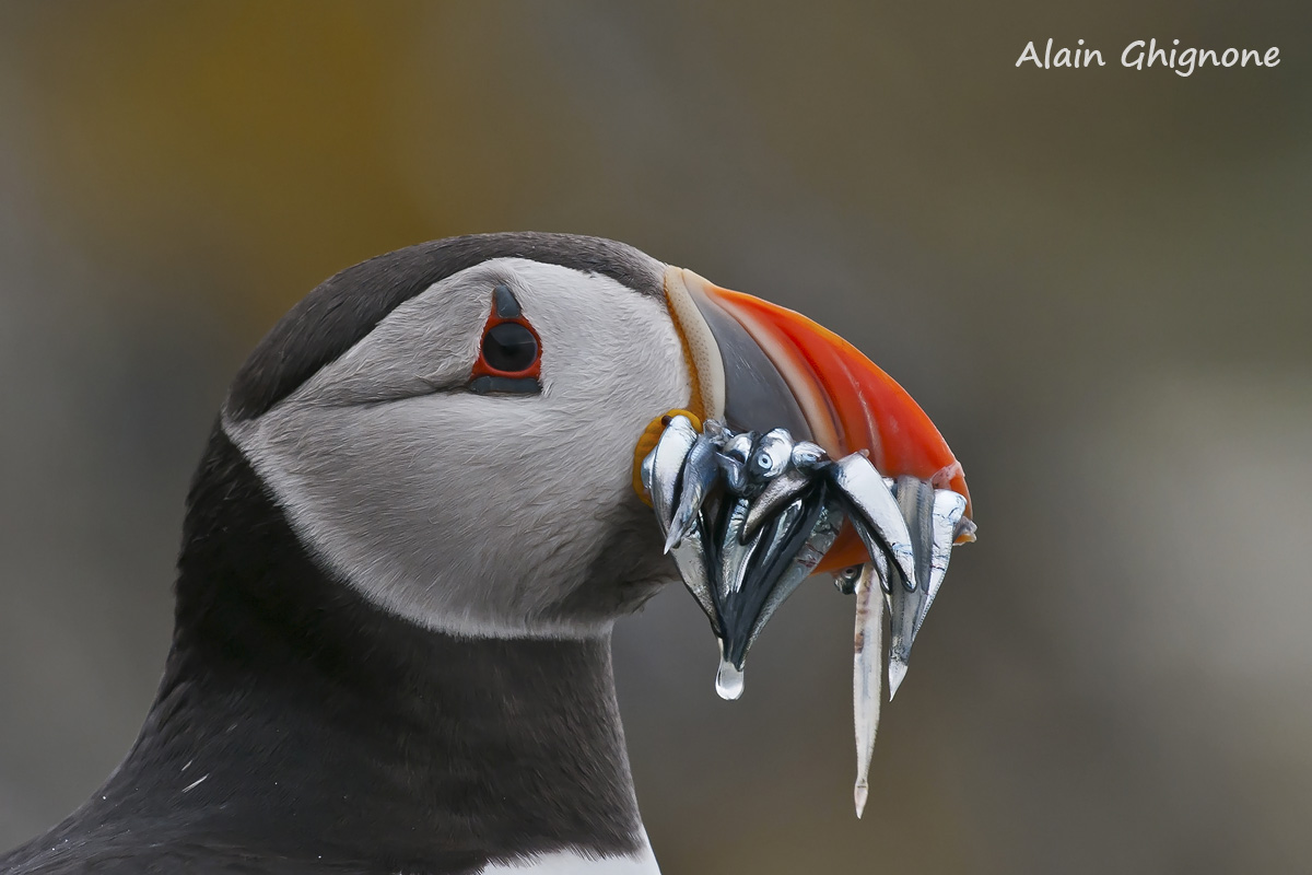 il mio scatto per le Feste....