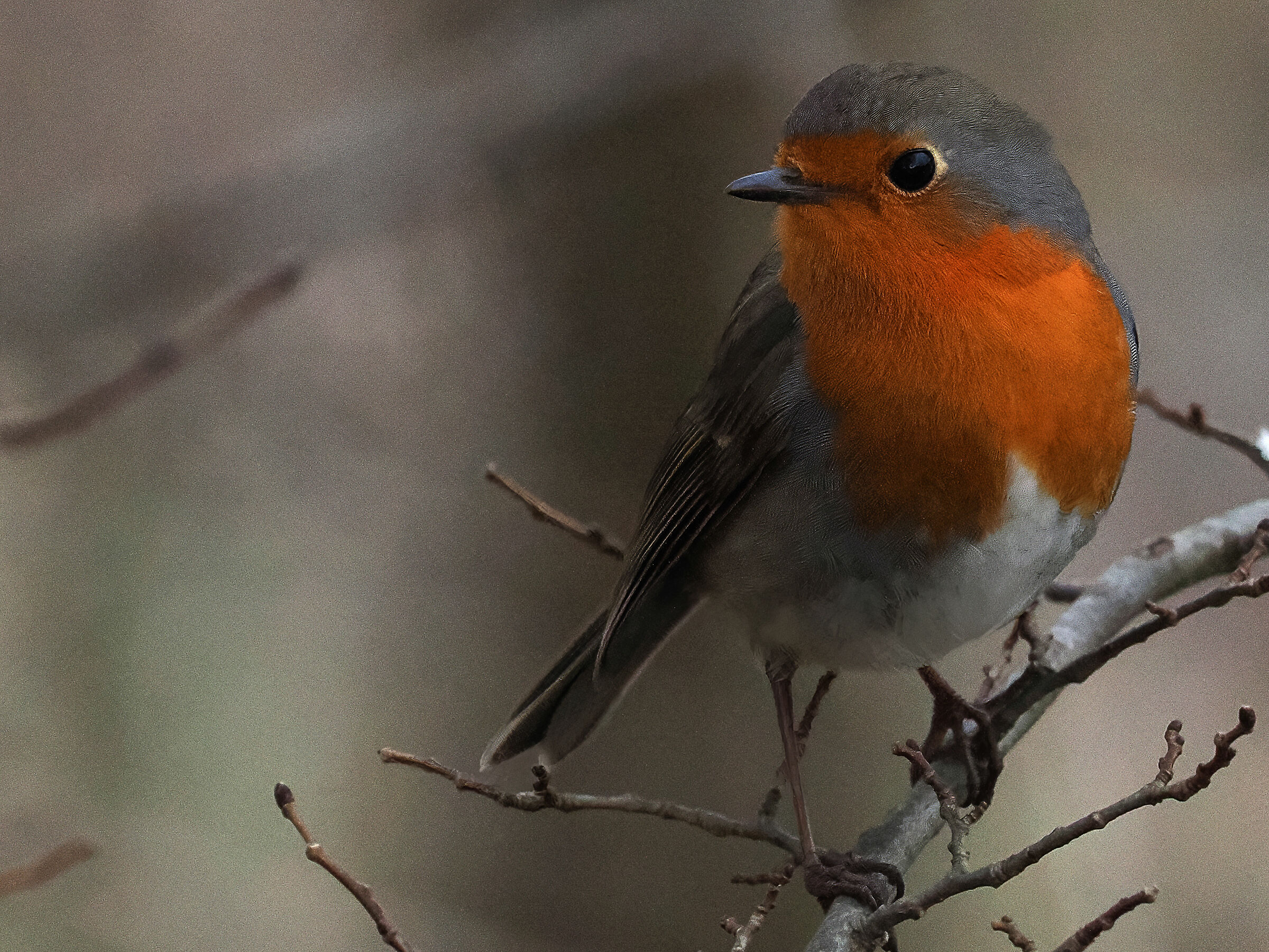 Pettirosso Erithacus rubecula