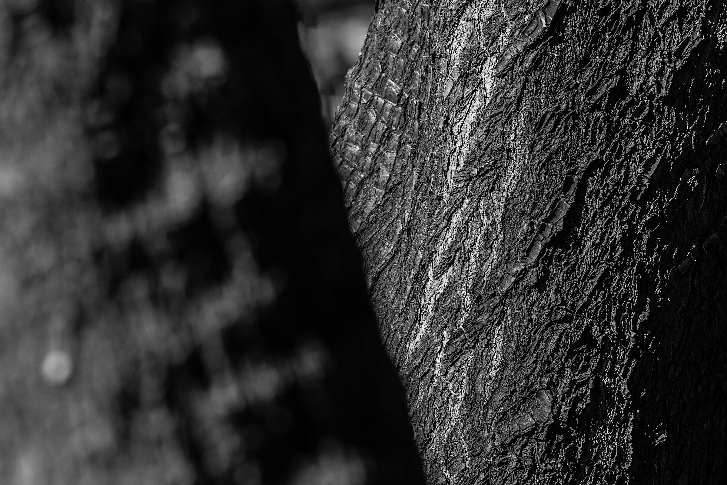 Anche gli alberi hanno le smagliature