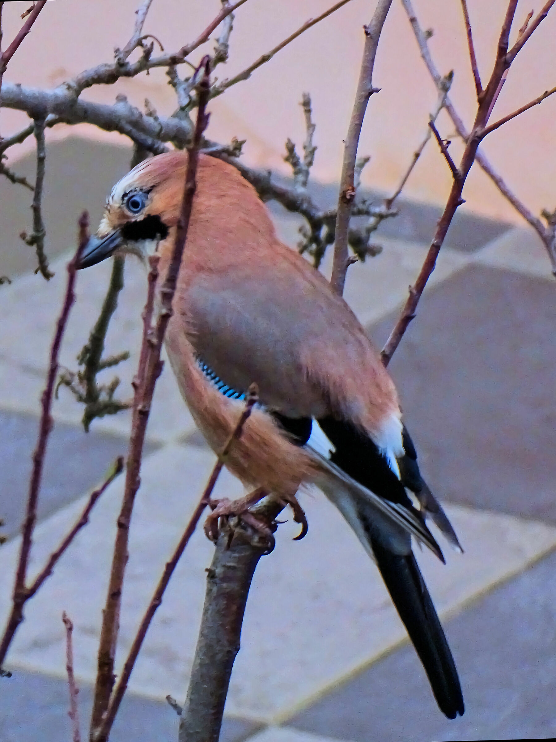 Ghiandaia 50X crop.1,58